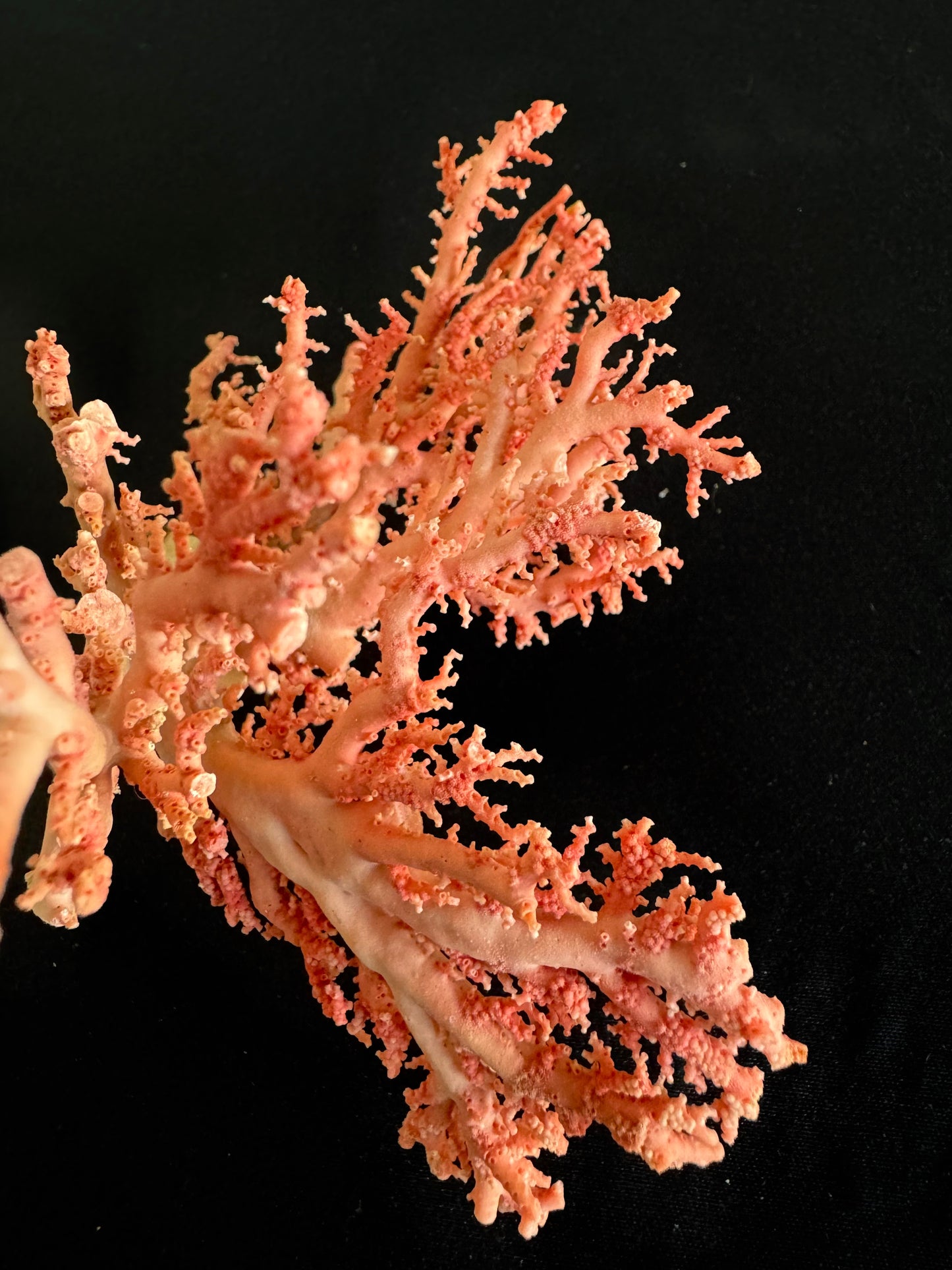 Pink Lace Stylaster Coral (4”x4”)