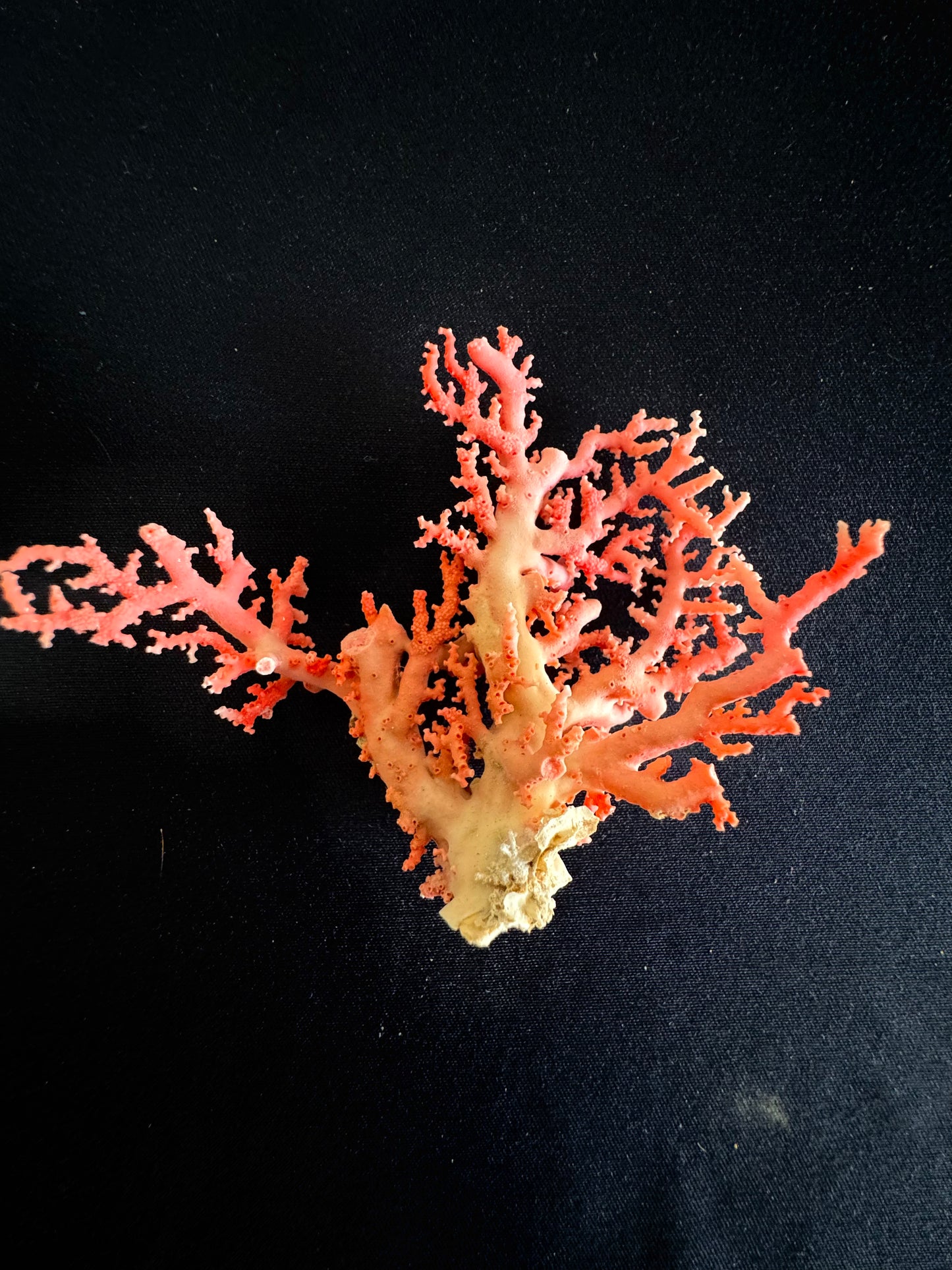 Pink Lace Stylaster Coral (4”x3.5”)