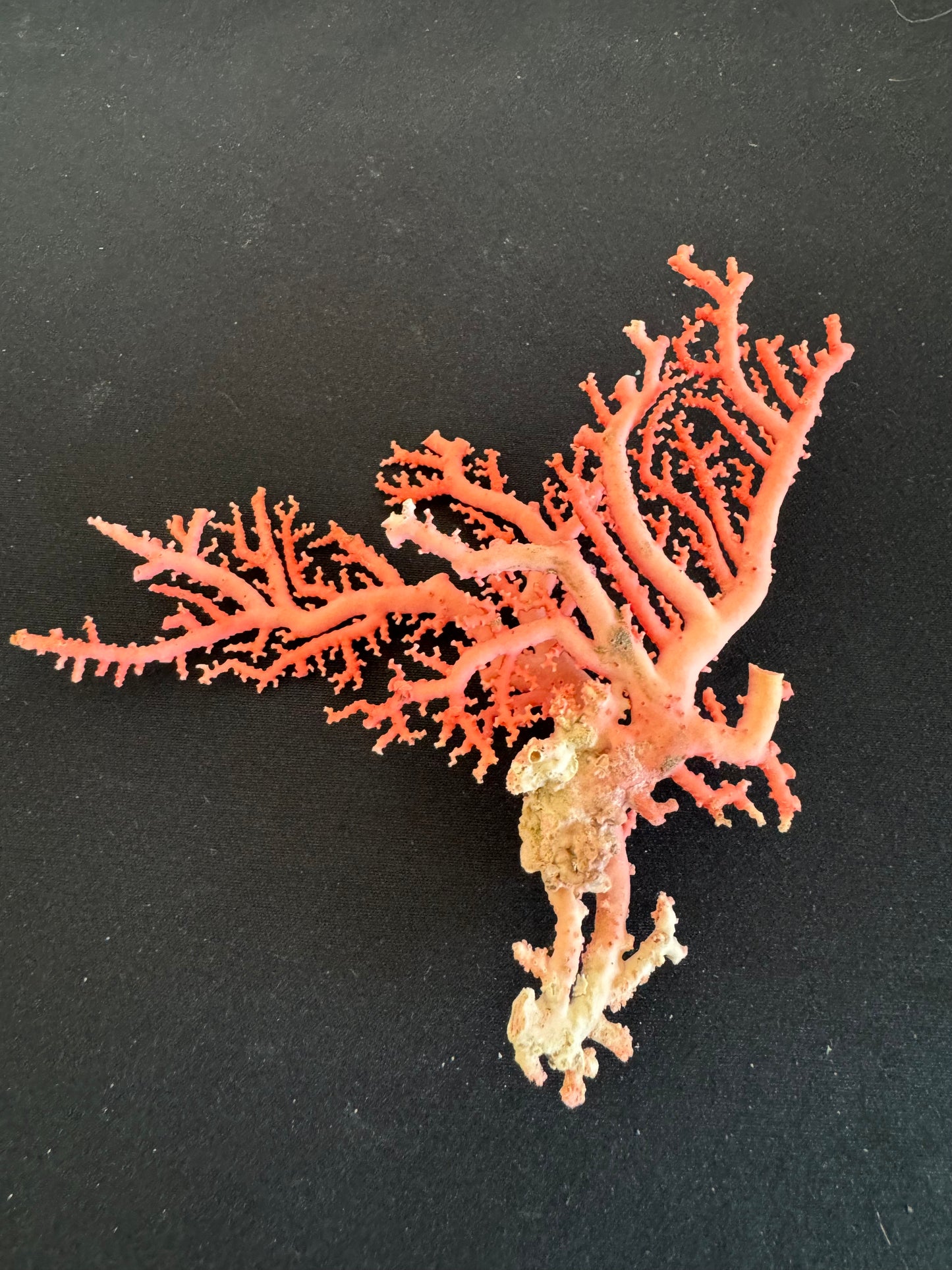 Pink Lace Stylaster Coral (4”x3”)
