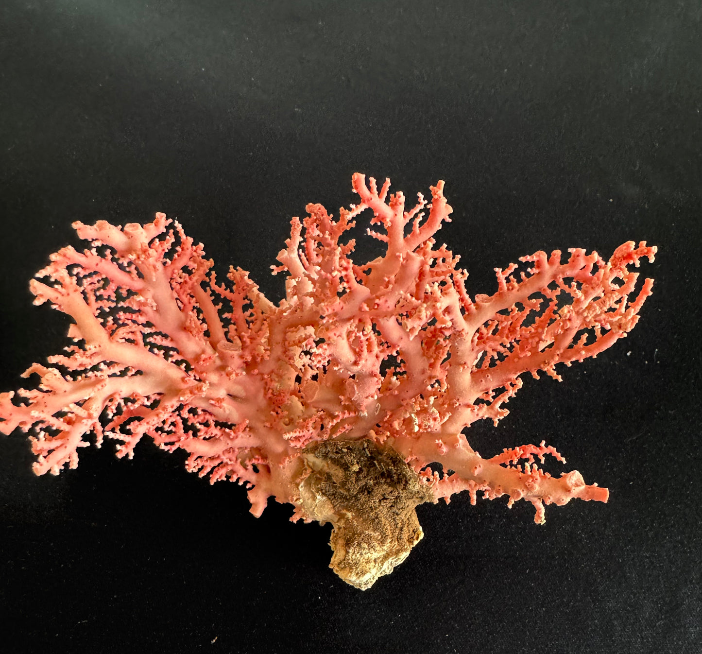 Pink Lace Stylaster Coral (4”x4”)