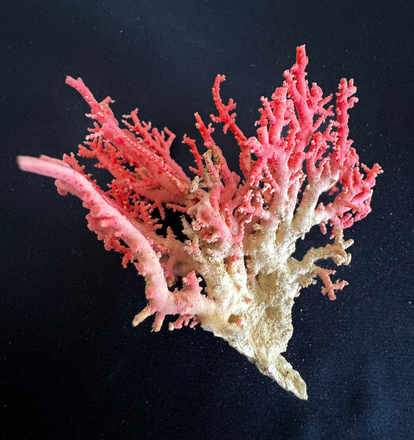 Pink Lace Stylaster Coral (3”x3”)