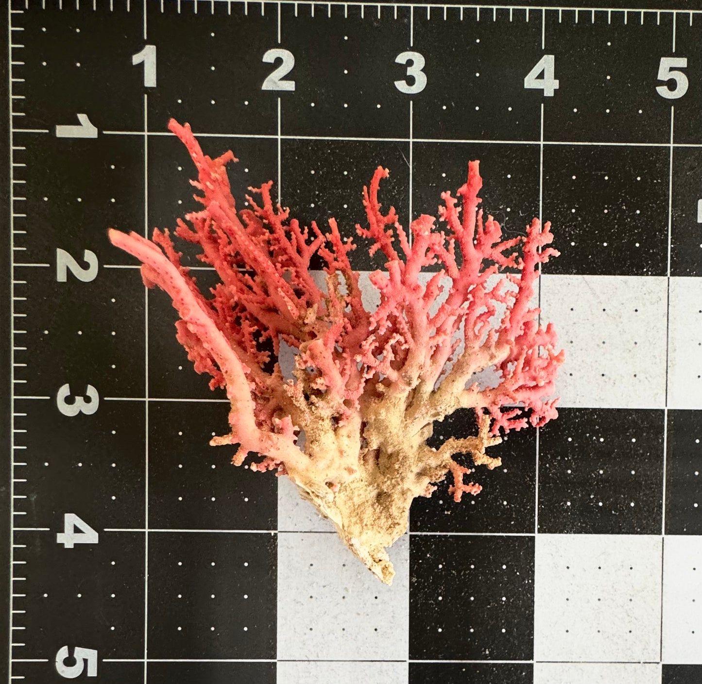 Pink Lace Stylaster Coral (3”x3”)