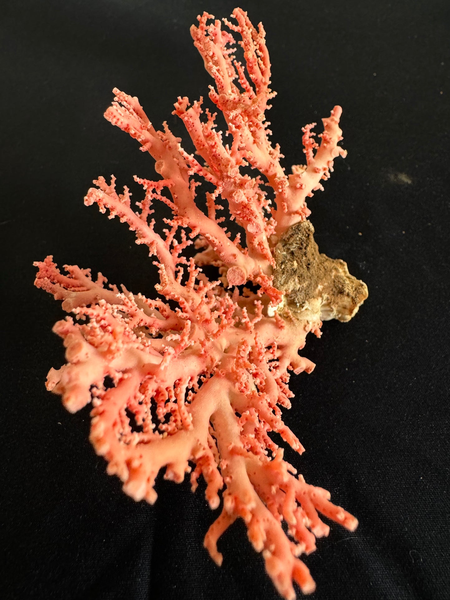 Pink Lace Stylaster Coral (4”x4”)