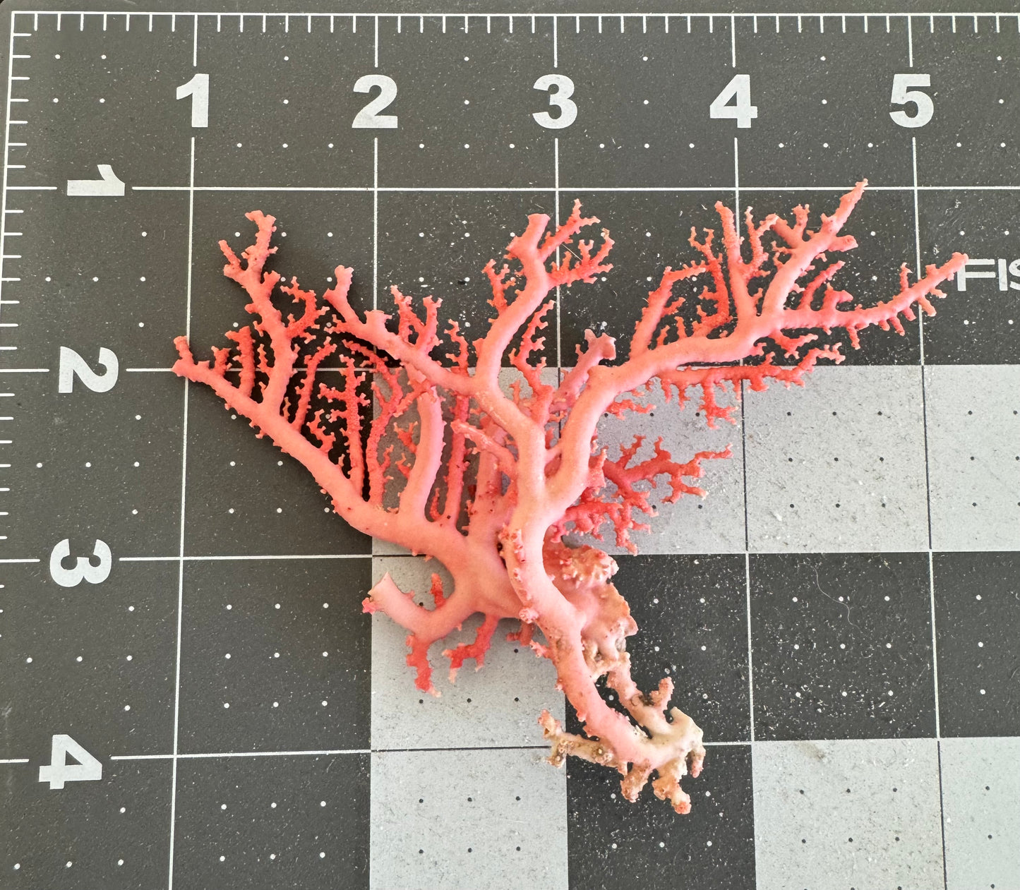 Pink Lace Stylaster Coral (4”x3”)