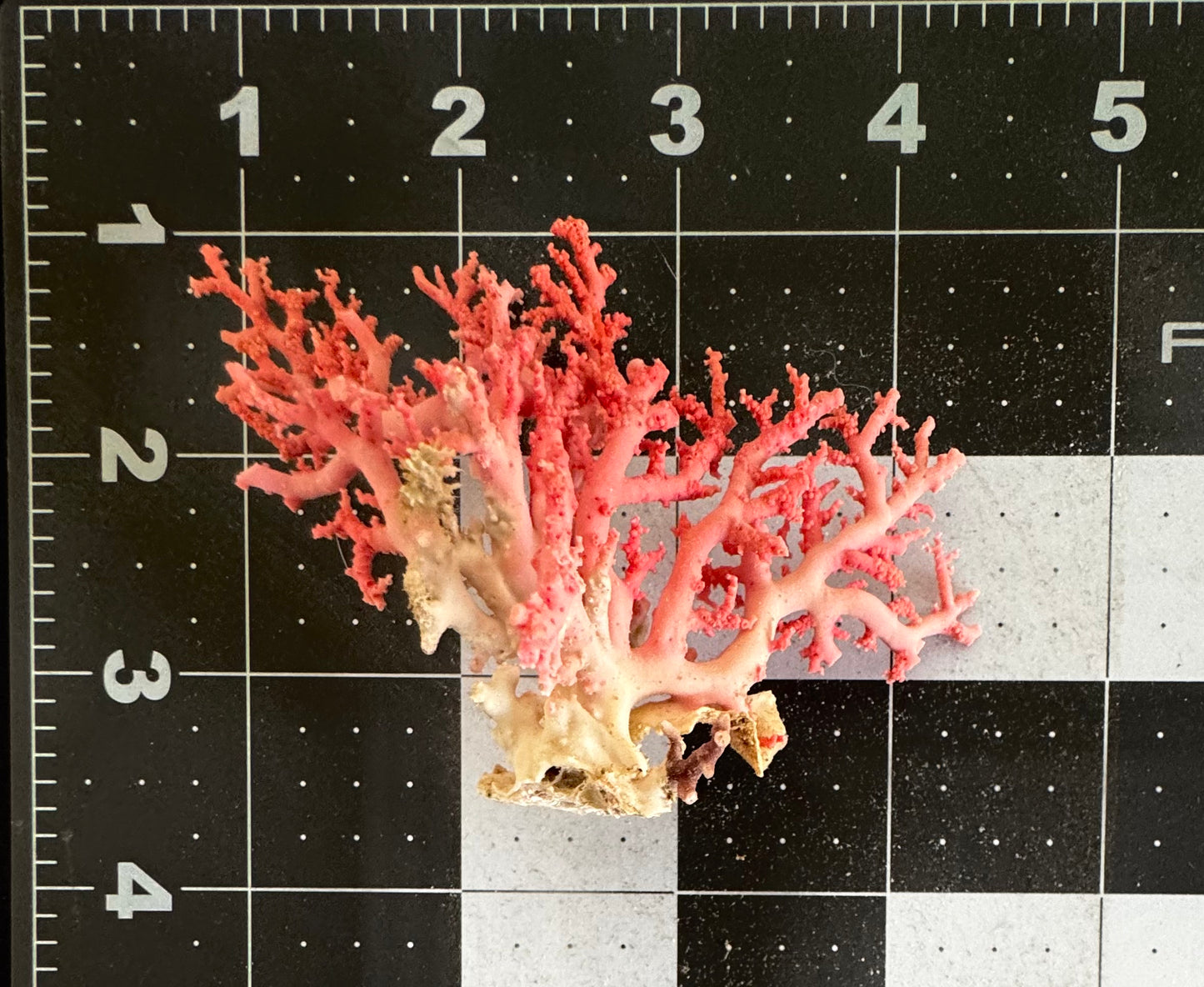 Pink Lace Stylaster Coral (3”x2.5”)