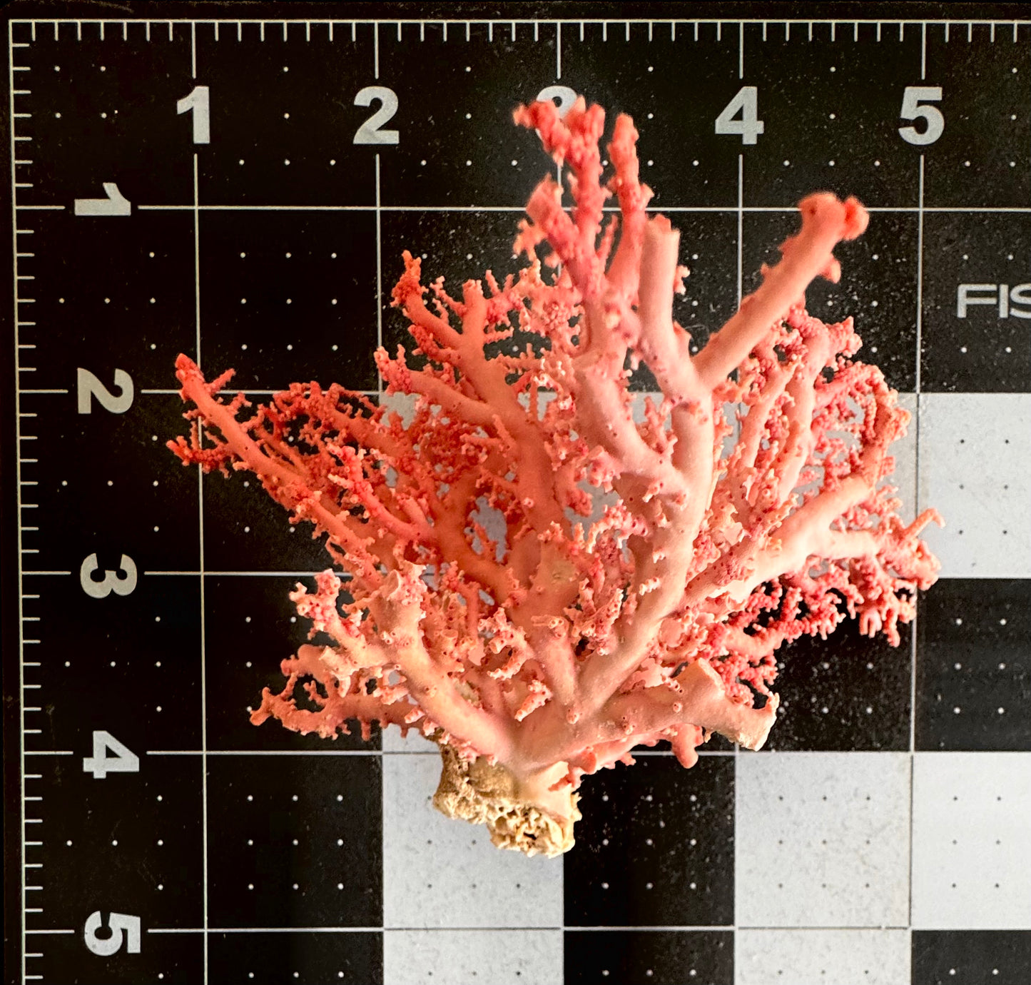 Pink Lace Stylaster Coral (4”x4”)