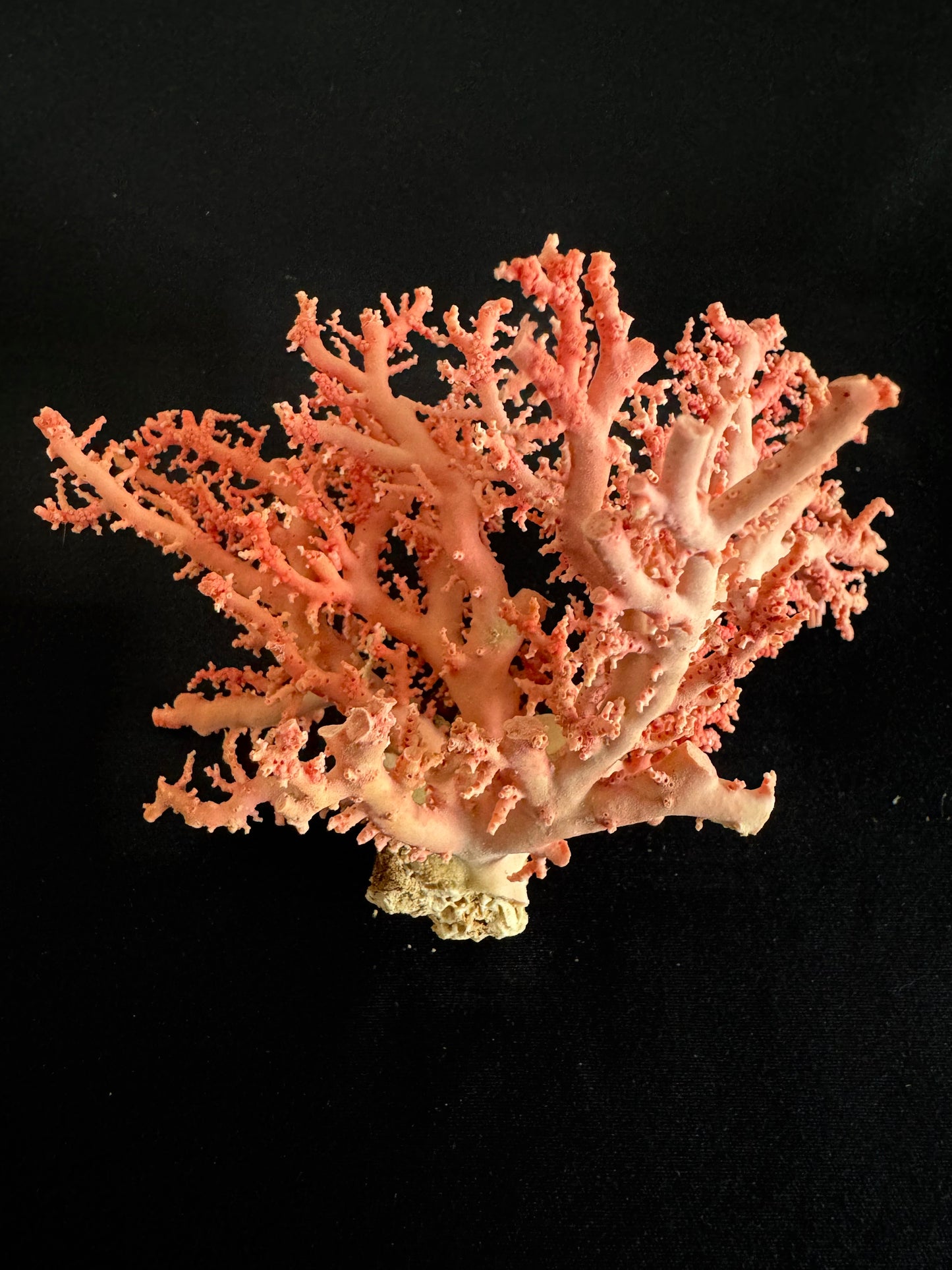 Pink Lace Stylaster Coral (4”x4”)