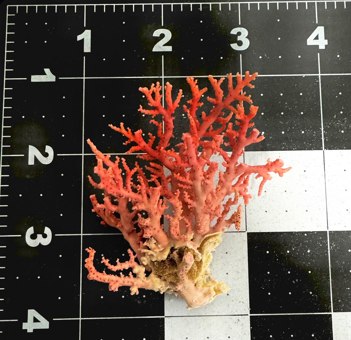 Pink Lace Stylaster Coral (3”x2.5”)