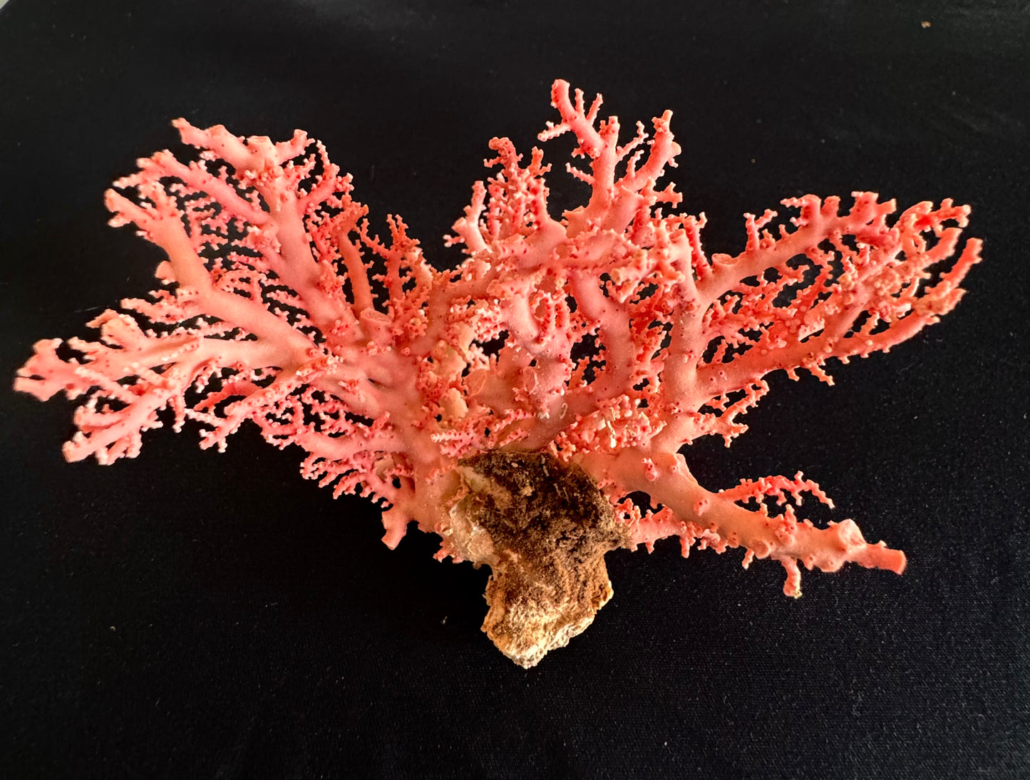 Pink Lace Stylaster Coral (4”x4”)