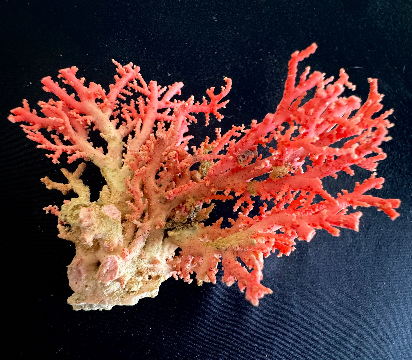 Pink Lace Stylaster Coral (3”x3”)