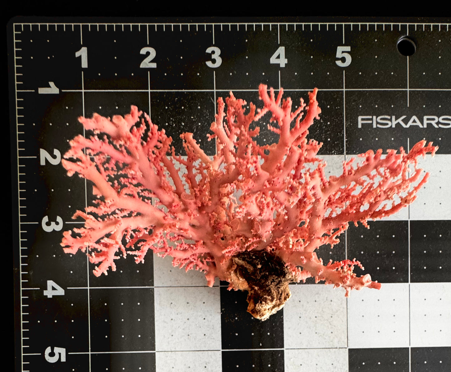 Pink Lace Stylaster Coral (4”x4”)
