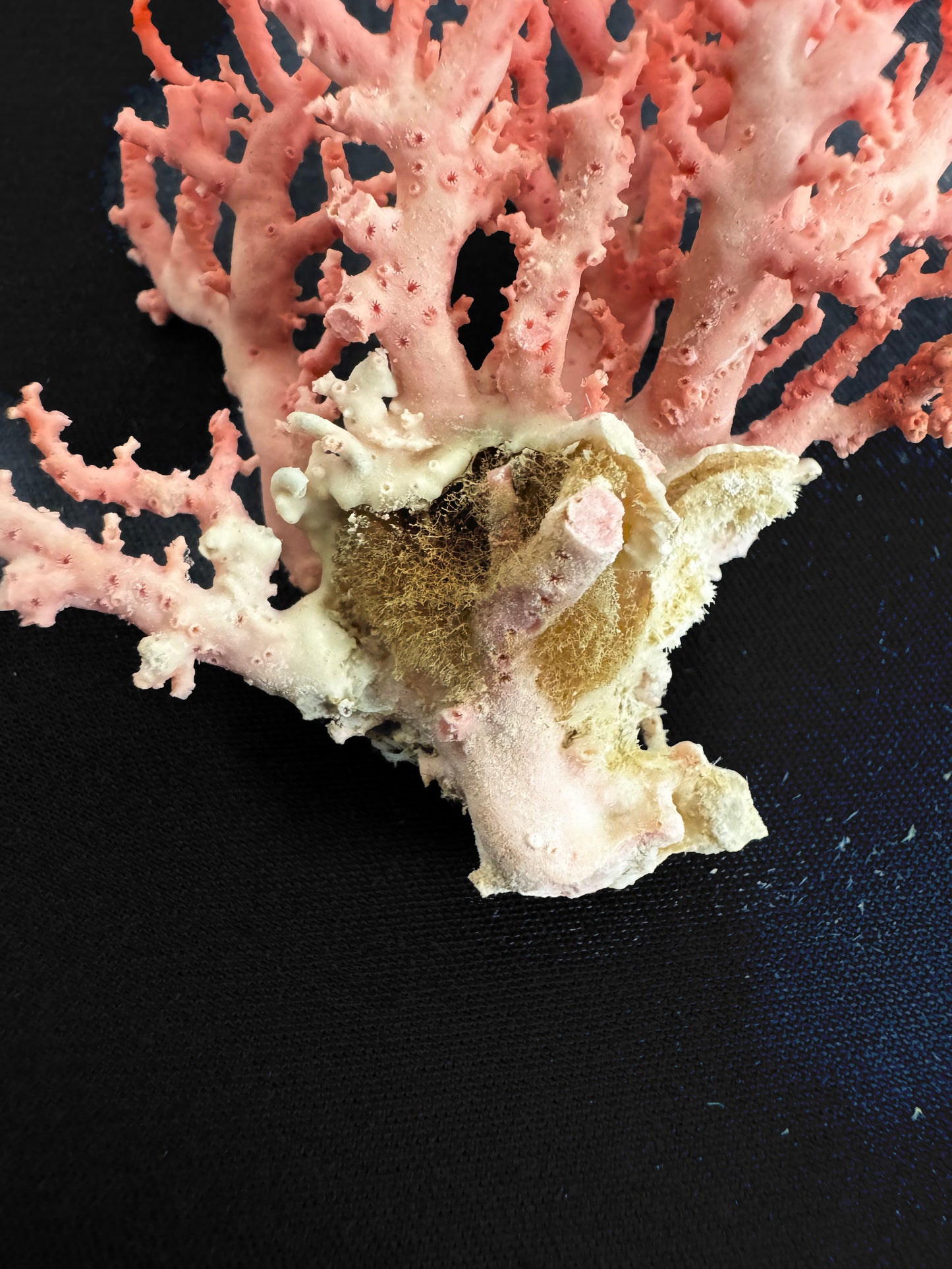 Pink Lace Stylaster Coral (3”x2.5”)