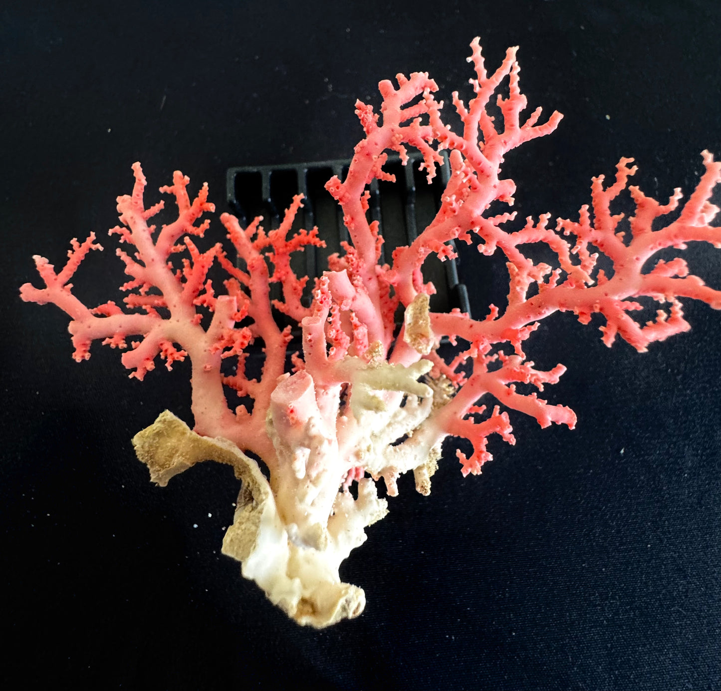 Pink Lace Stylaster Coral (3”x2.5”)