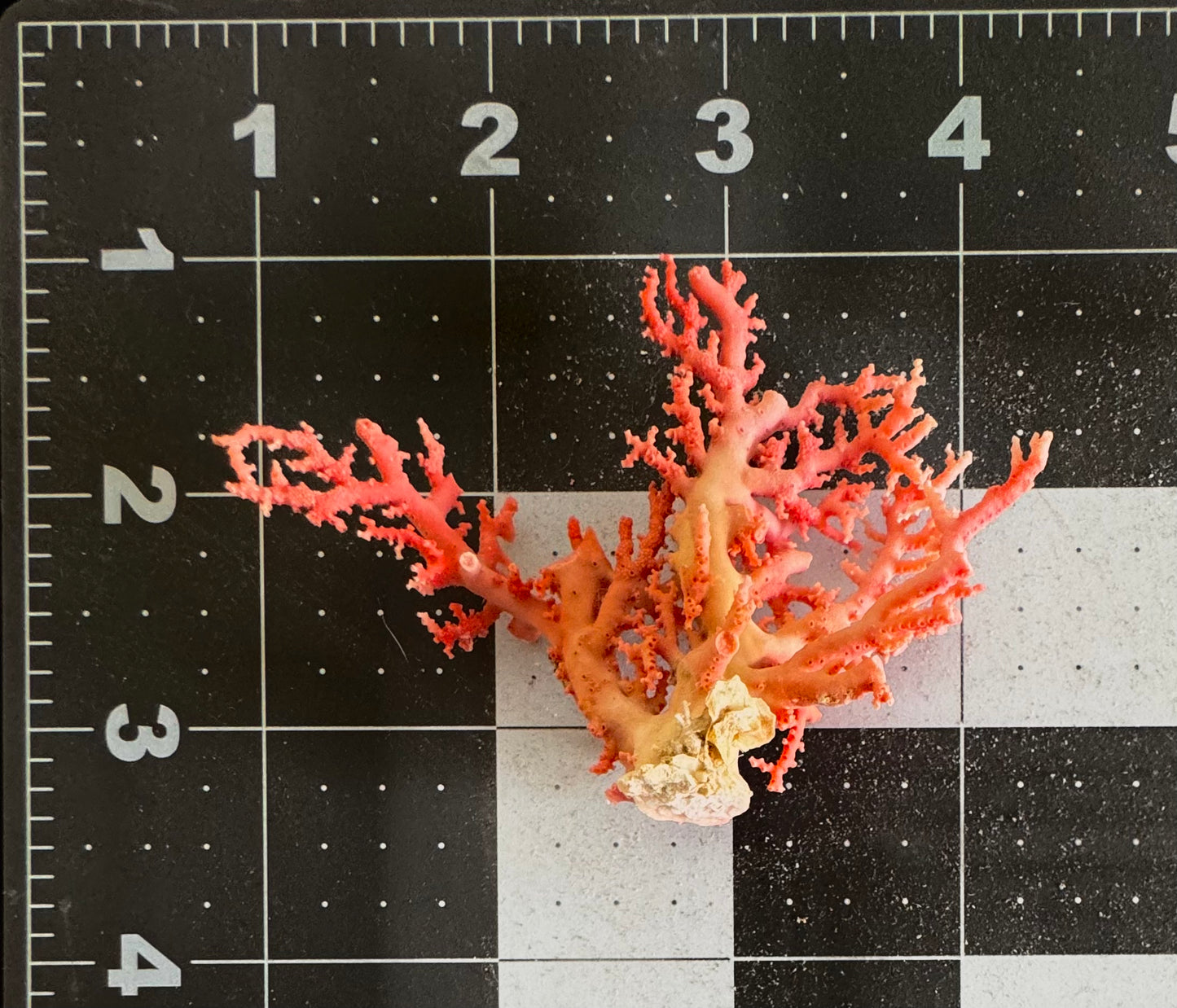 Pink Lace Stylaster Coral (4”x3.5”)