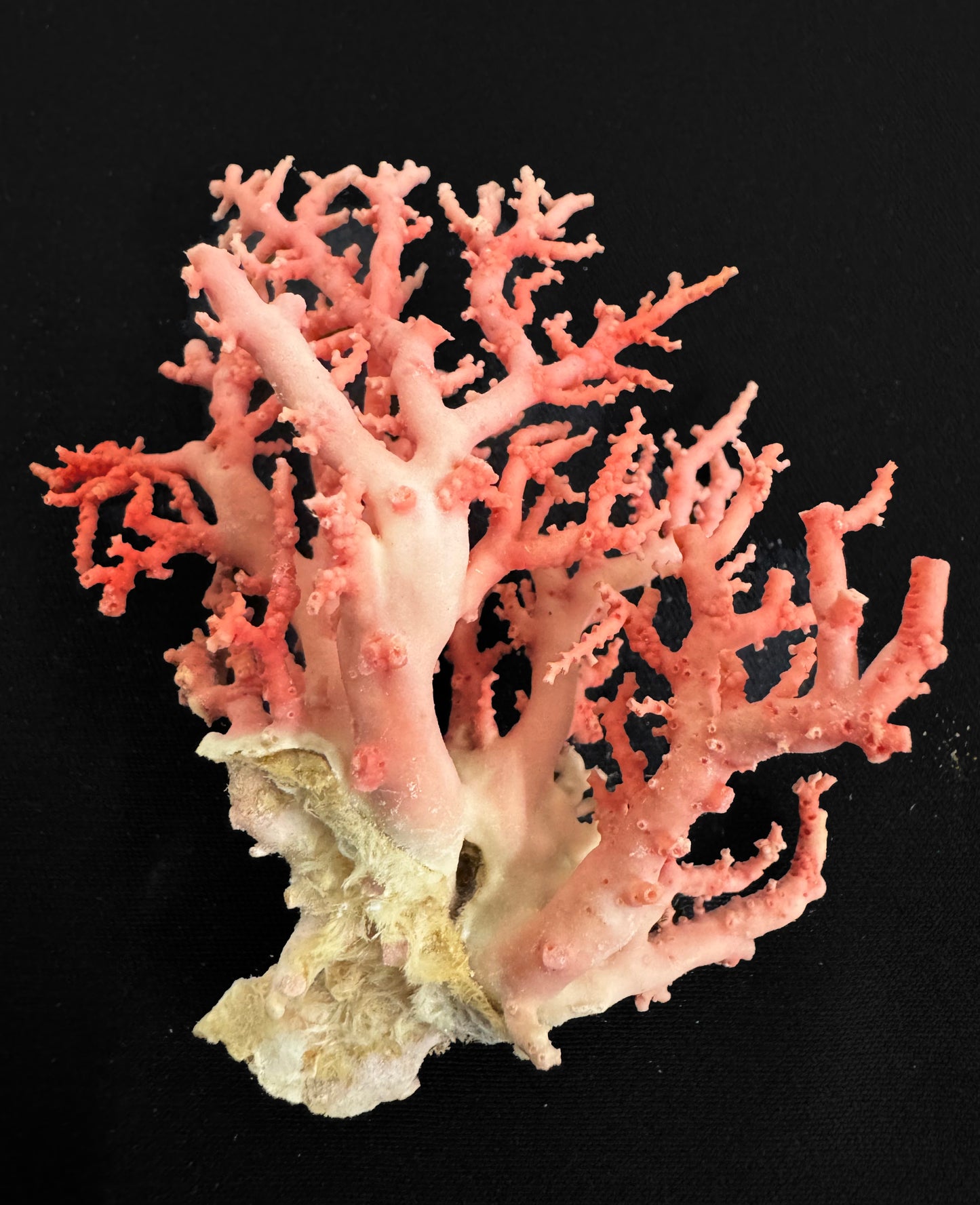 Pink Lace Stylaster Coral (3”x2.5”)