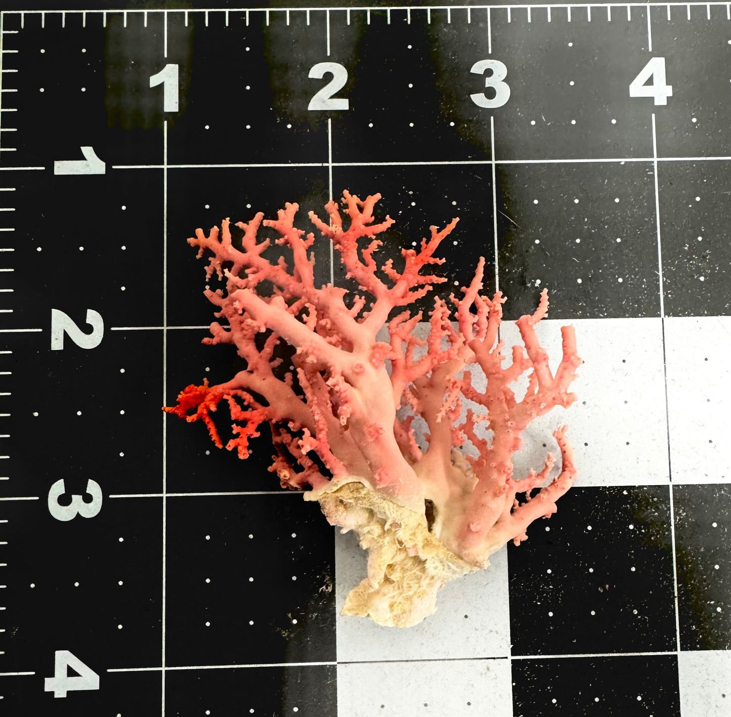 Pink Lace Stylaster Coral (3”x2.5”)