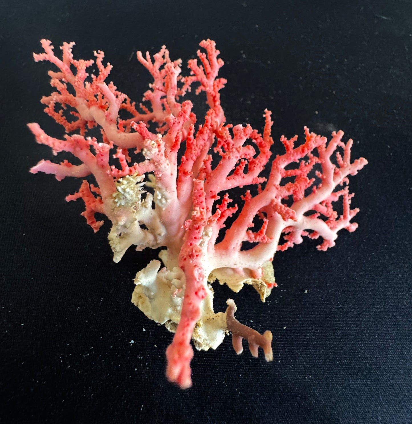 Pink Lace Stylaster Coral (3”x2.5”)