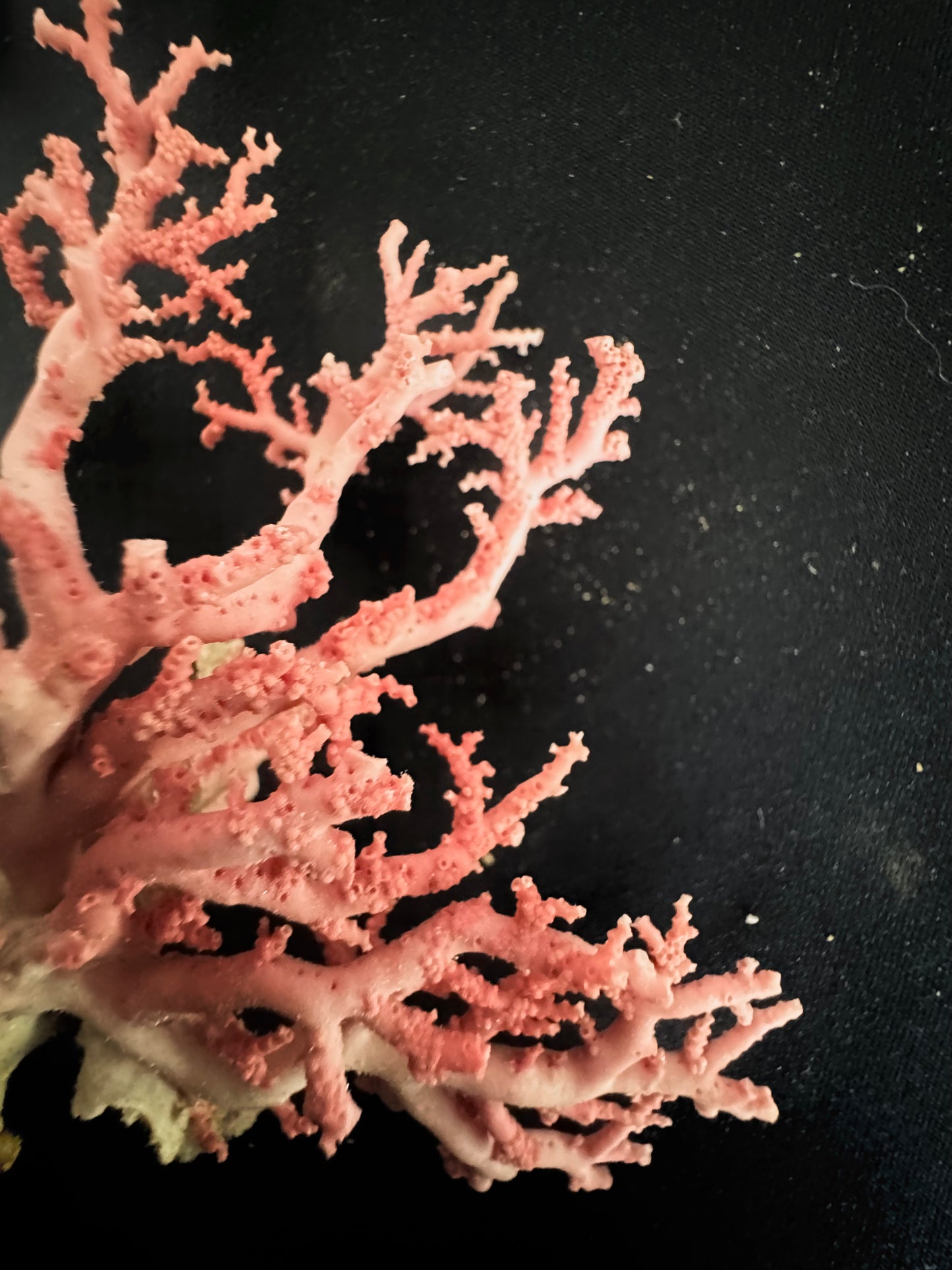 Pink Lace Stylaster Coral (3”x2.5”)