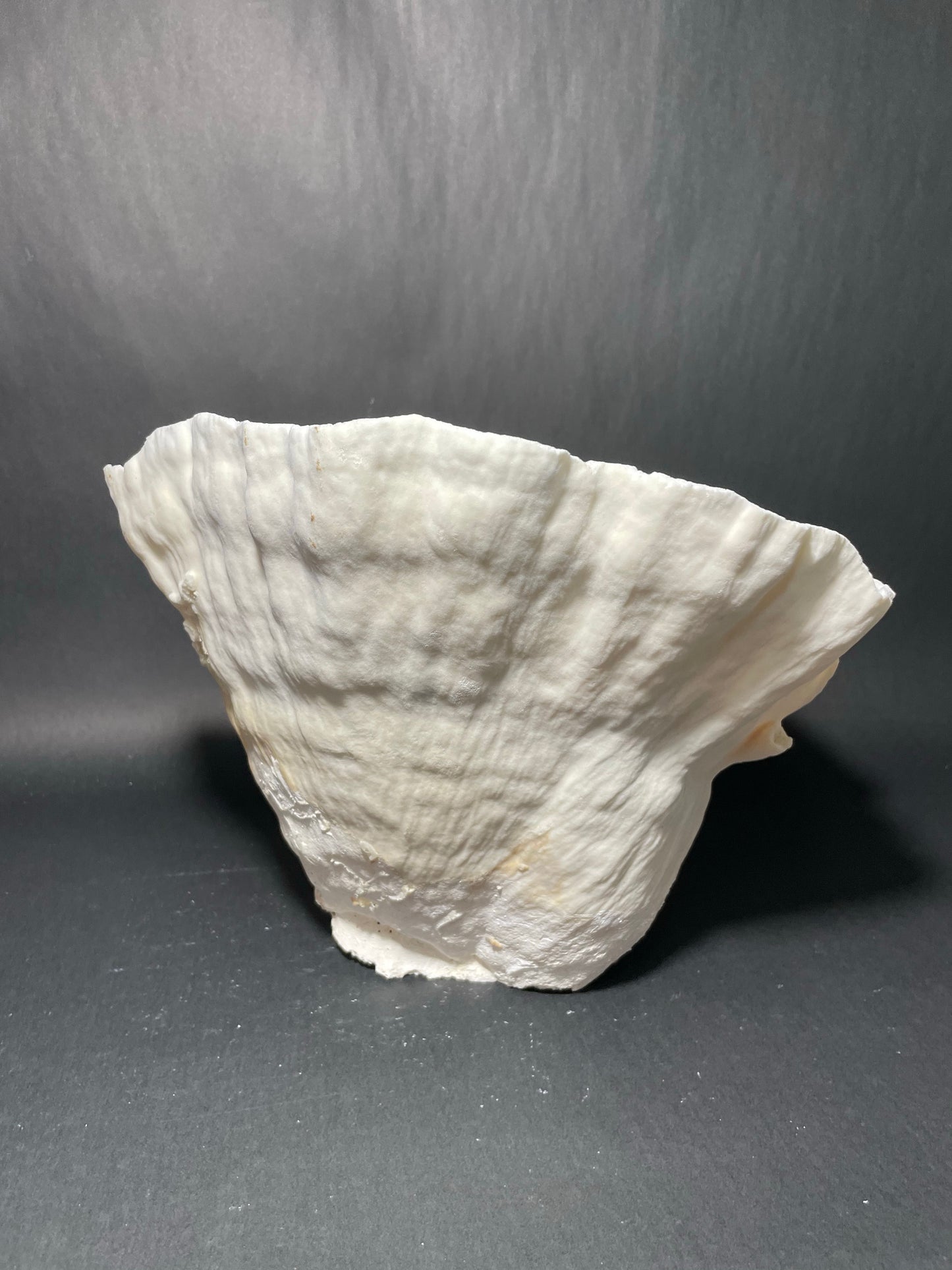 Cup Coral (12”x11”x9”)