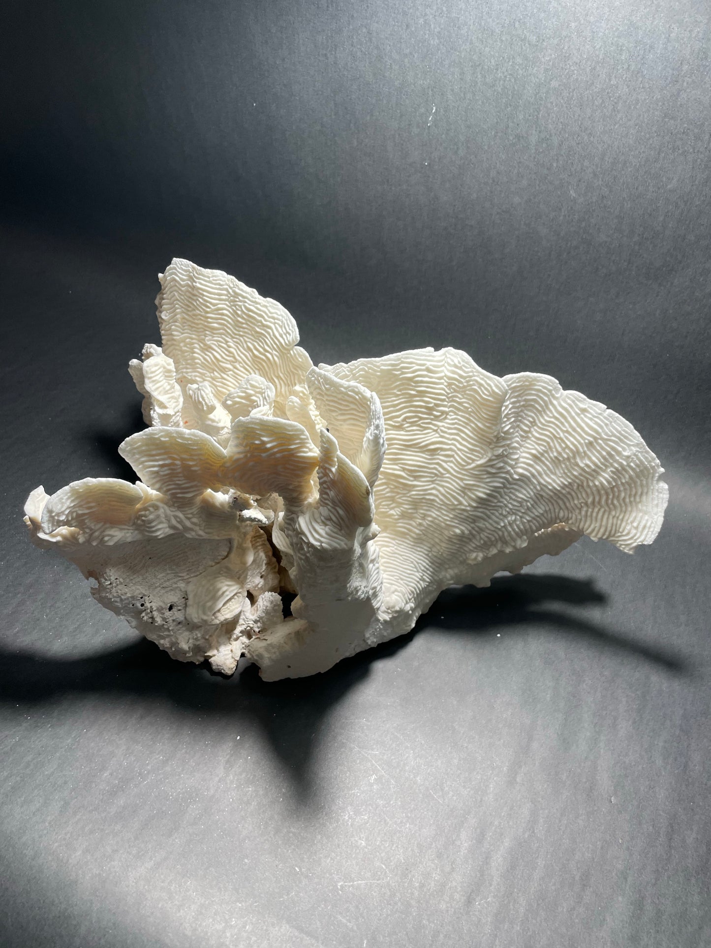 Rugosa Coral (14"x10"x9”)