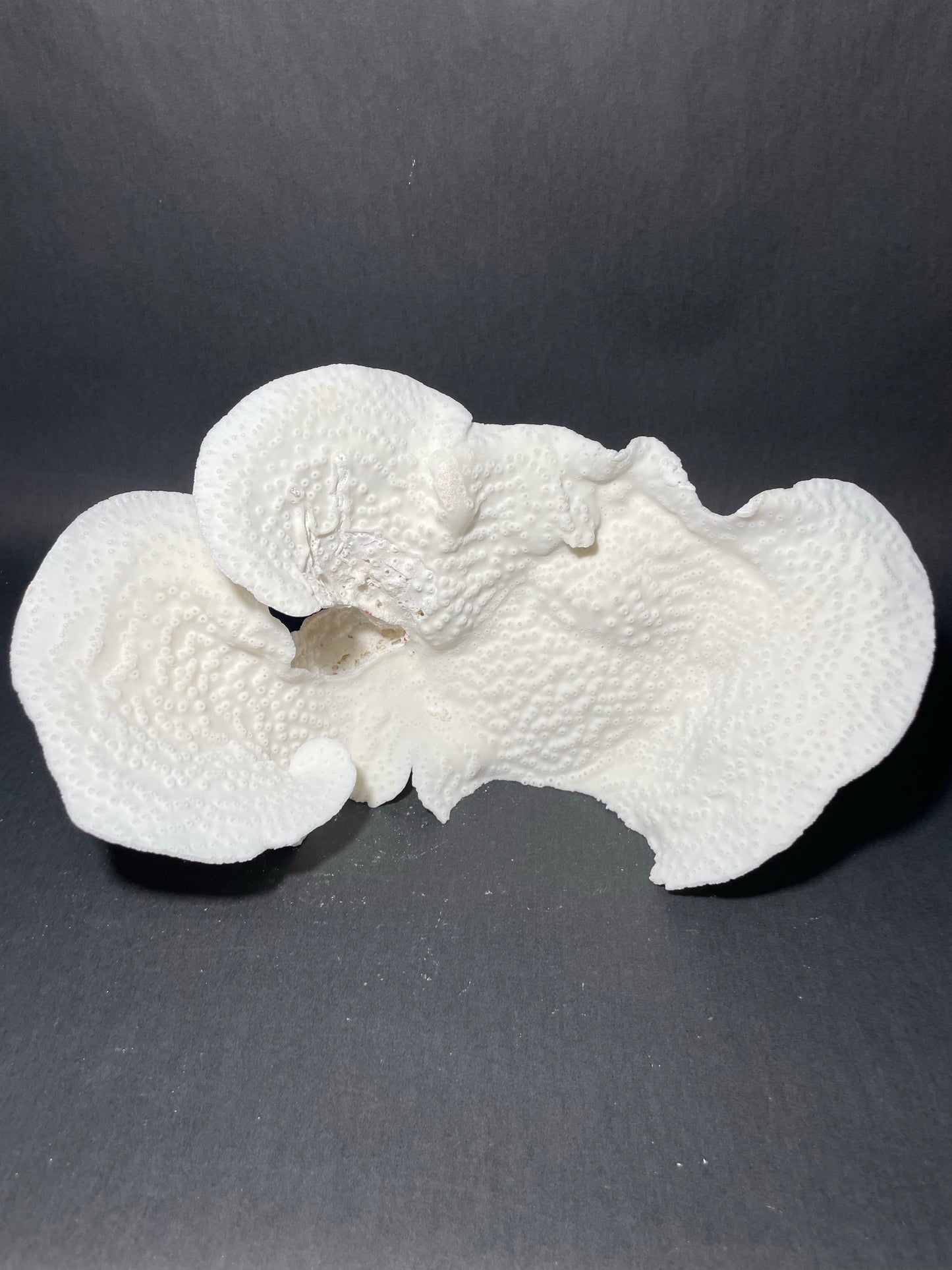 Cup Coral (14”x7”x7”)