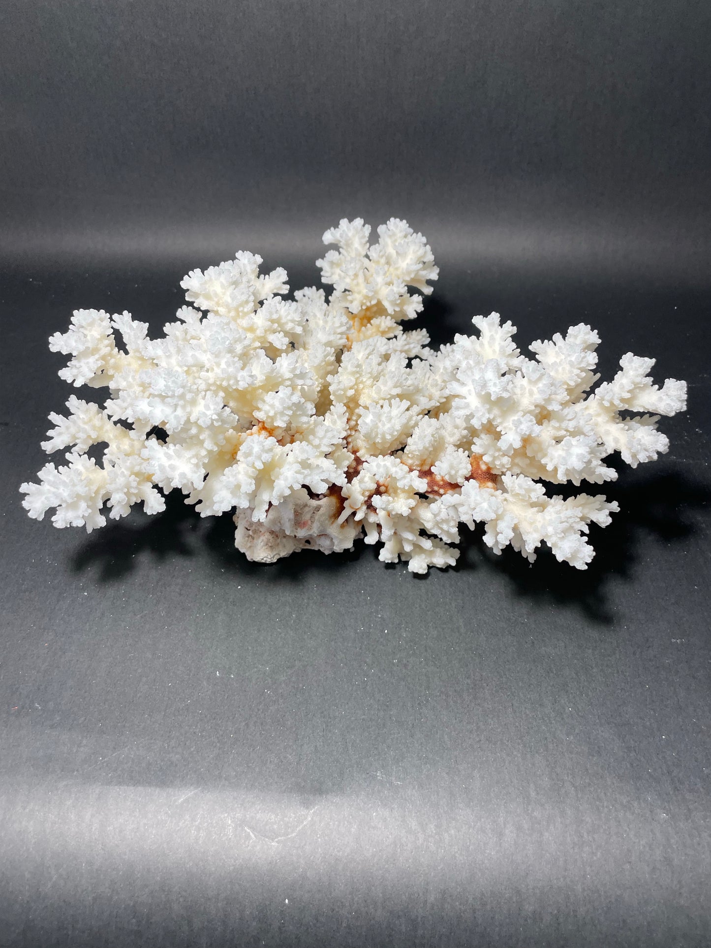 Brownstem Coral 12”x12”