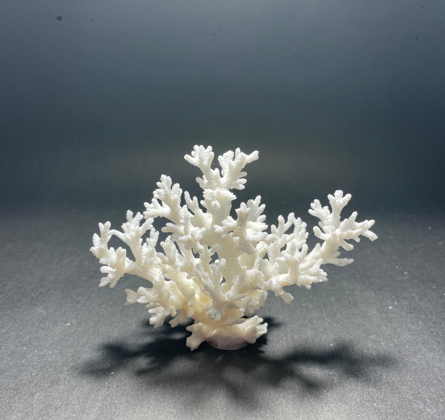 Coral (4-5”)