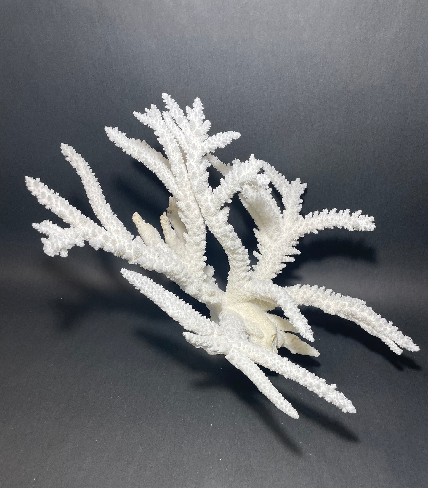 Branch Coral (19”x17”)