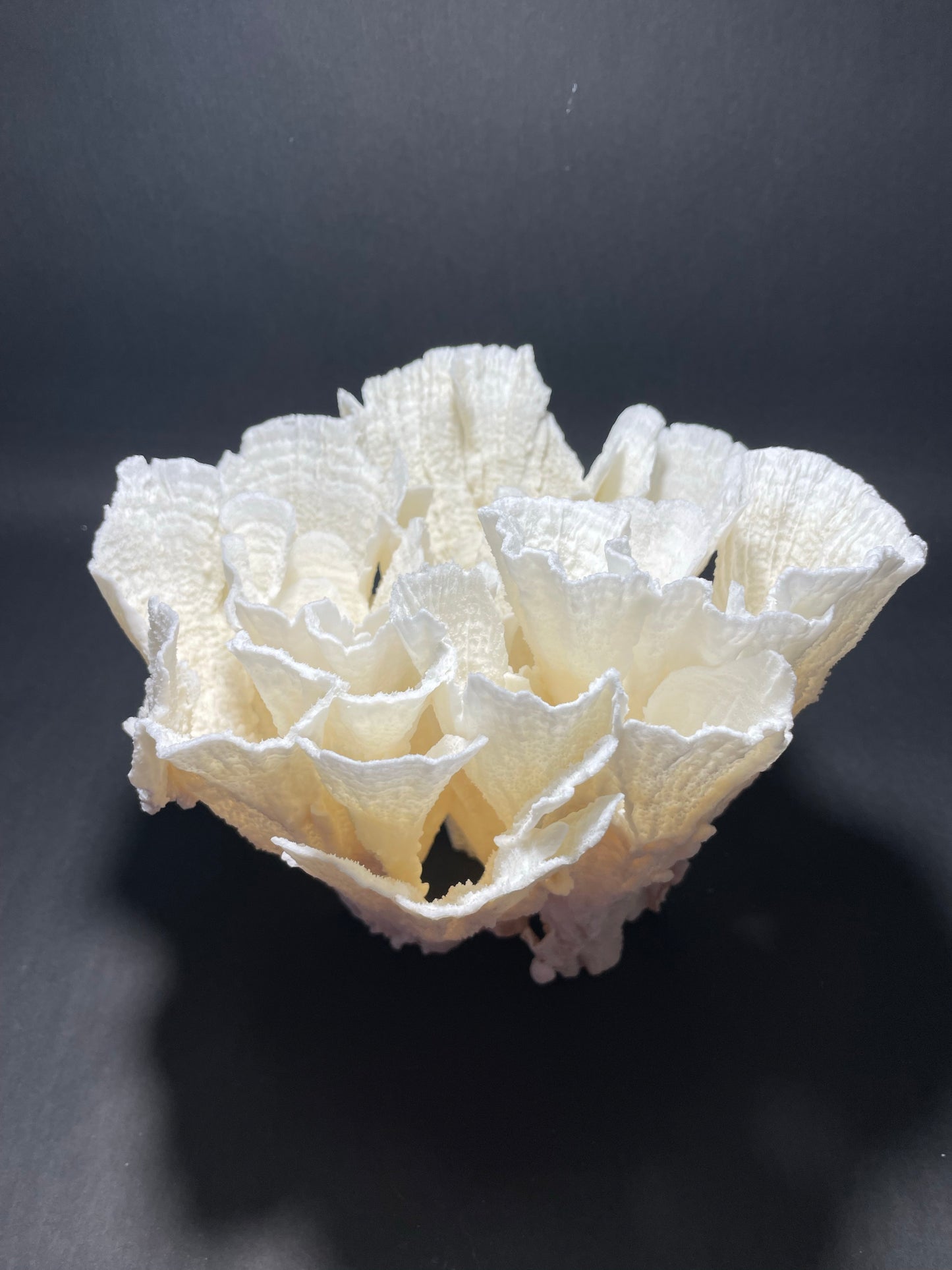 Poca Coral (9”x9”x9”)