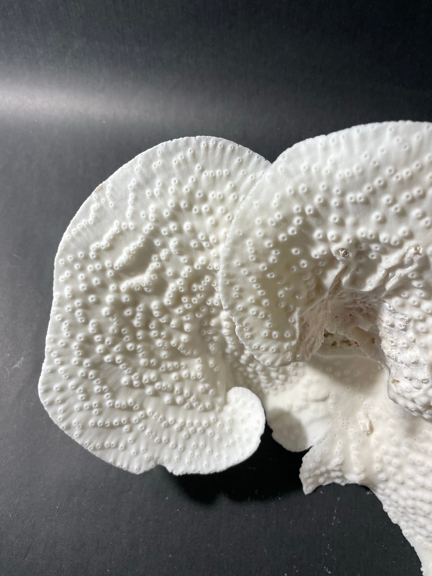 Cup Coral (14”x7”x7”)