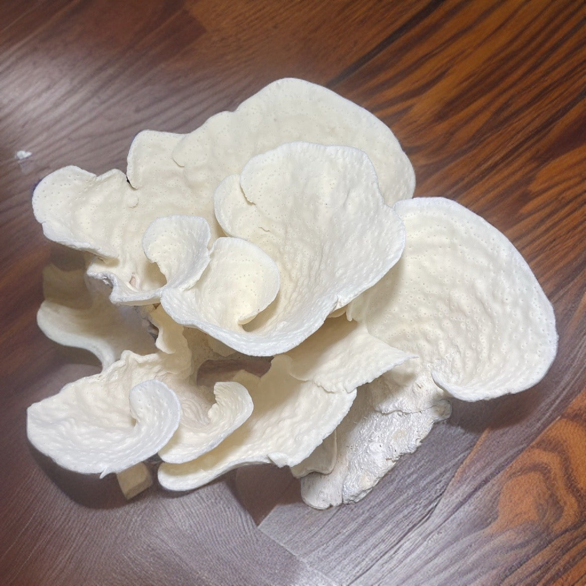 Cup Coral (16”x12”x9”)