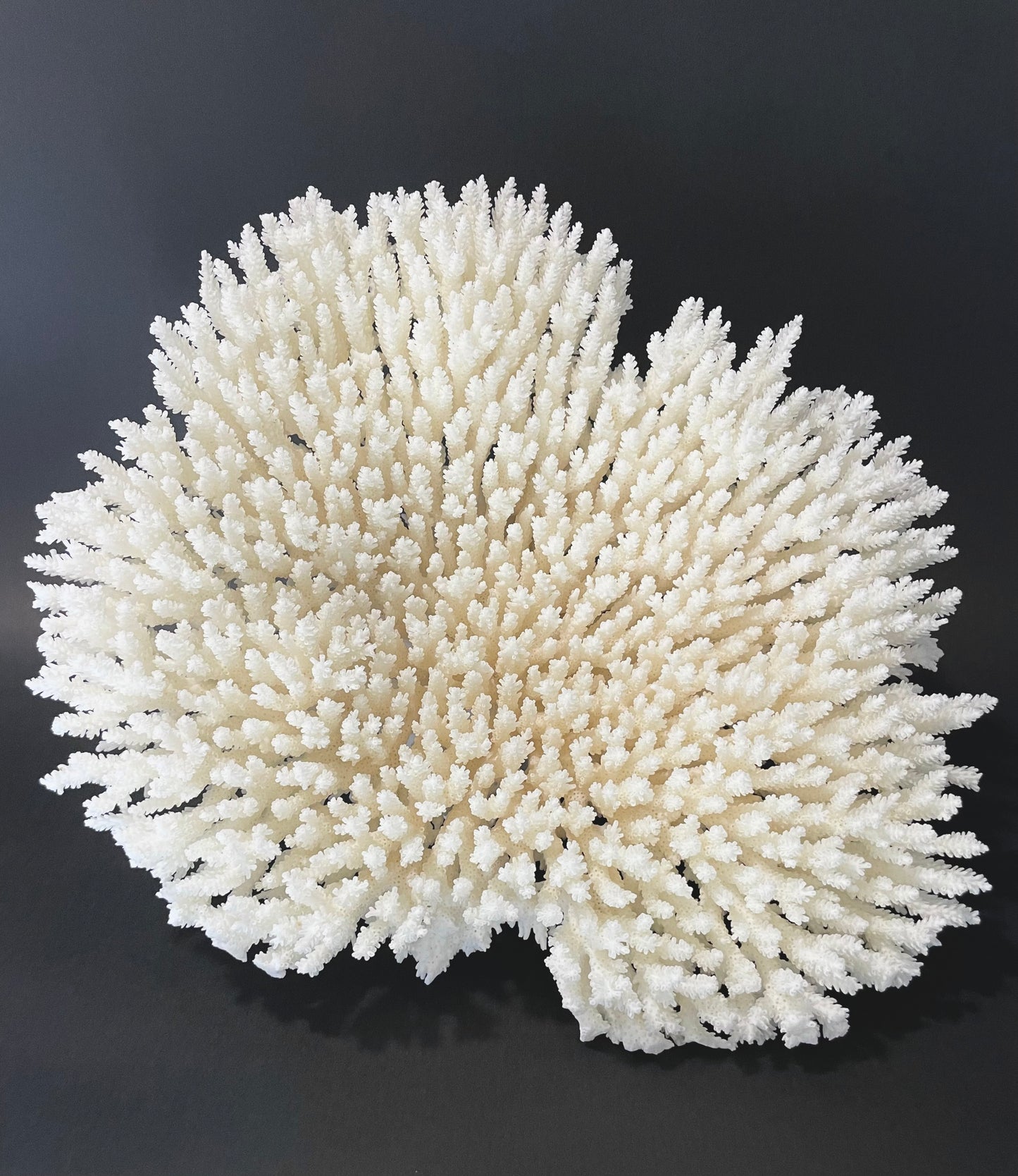 Table Coral 17” x 18” - Treasures from Beneath