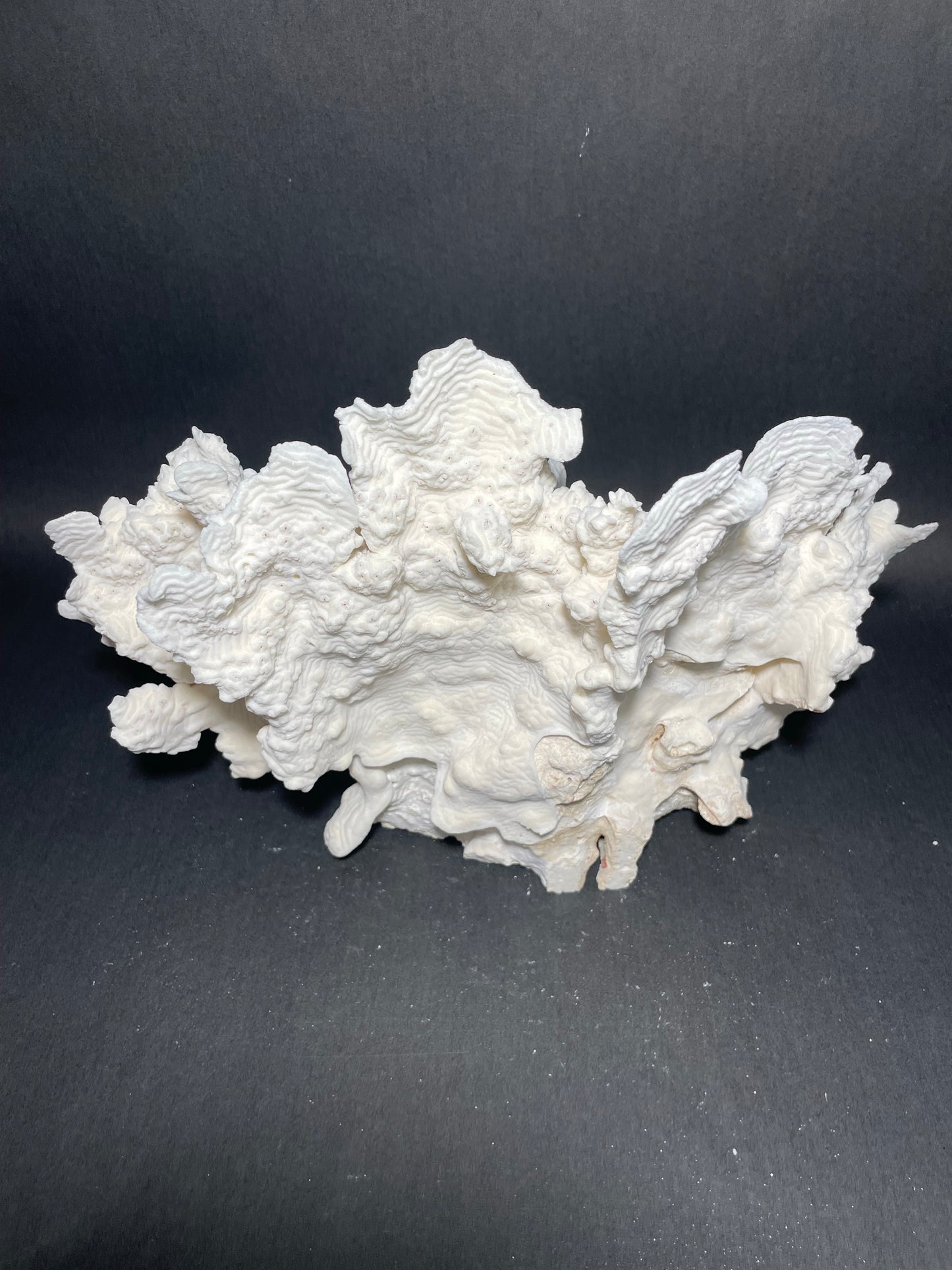 Rugosa Coral (14"x10"x9”)