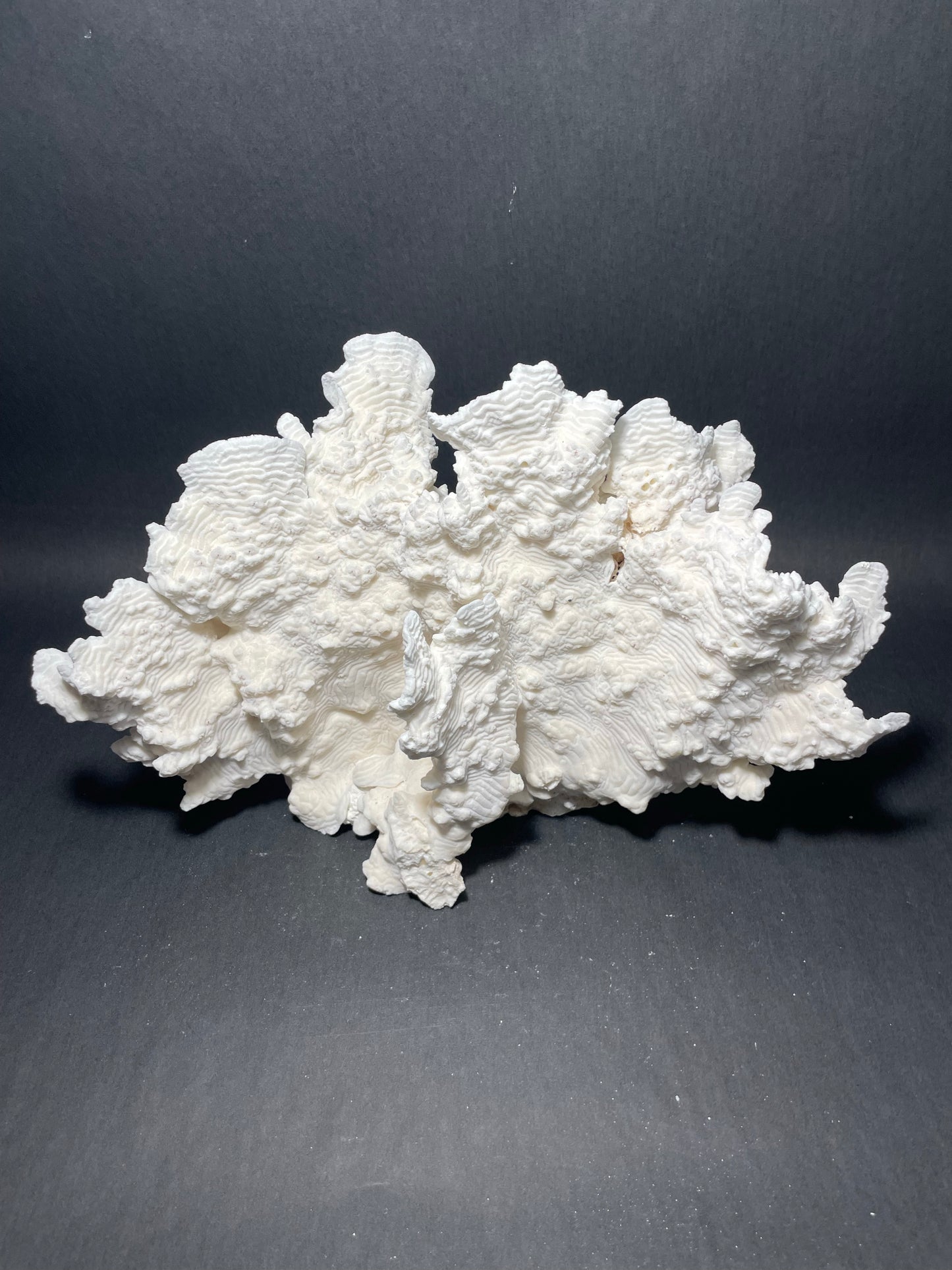 Rugosa Coral (14"x10"x9”)