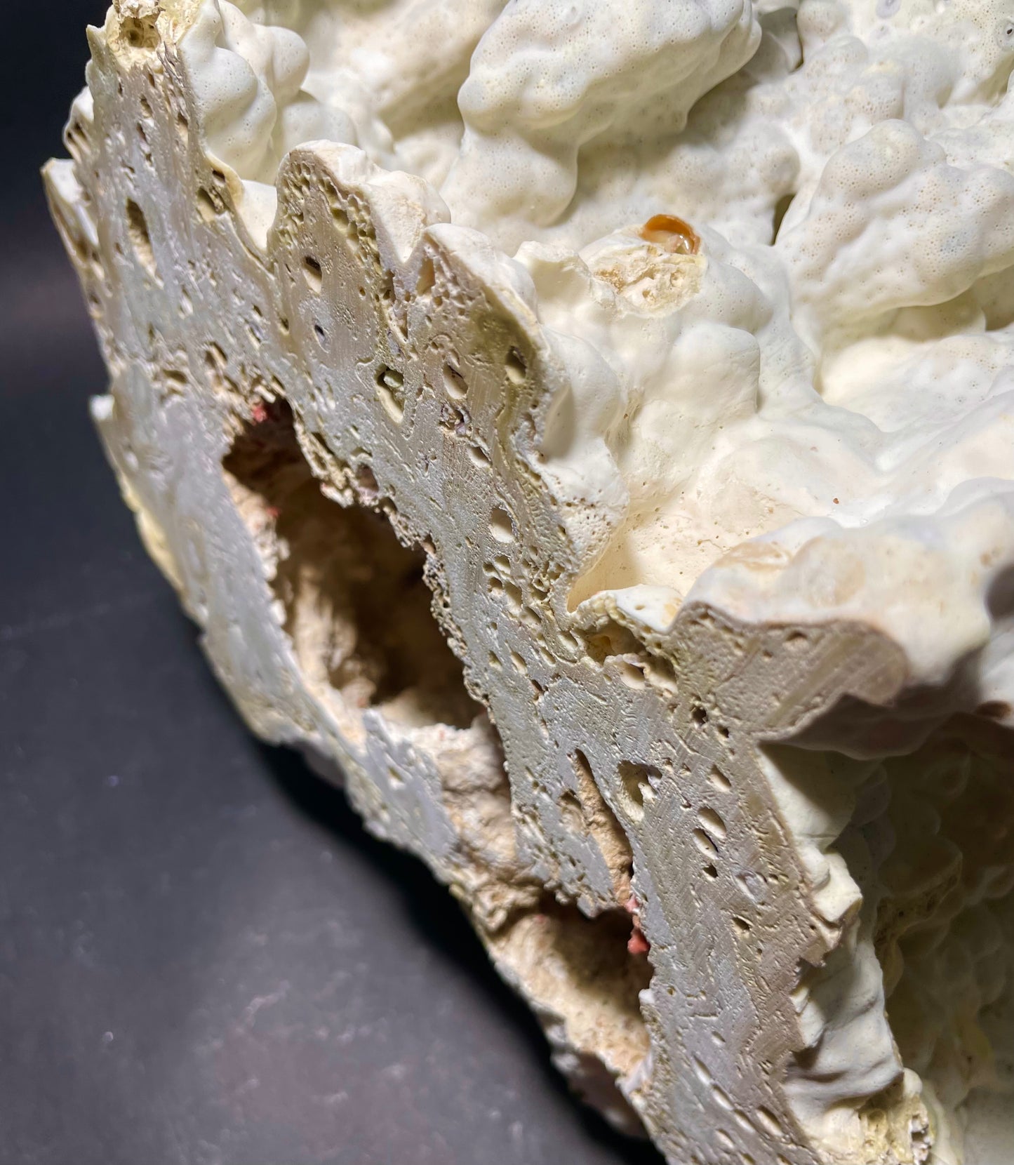 Green Fire Coral (14”x10”x9”)