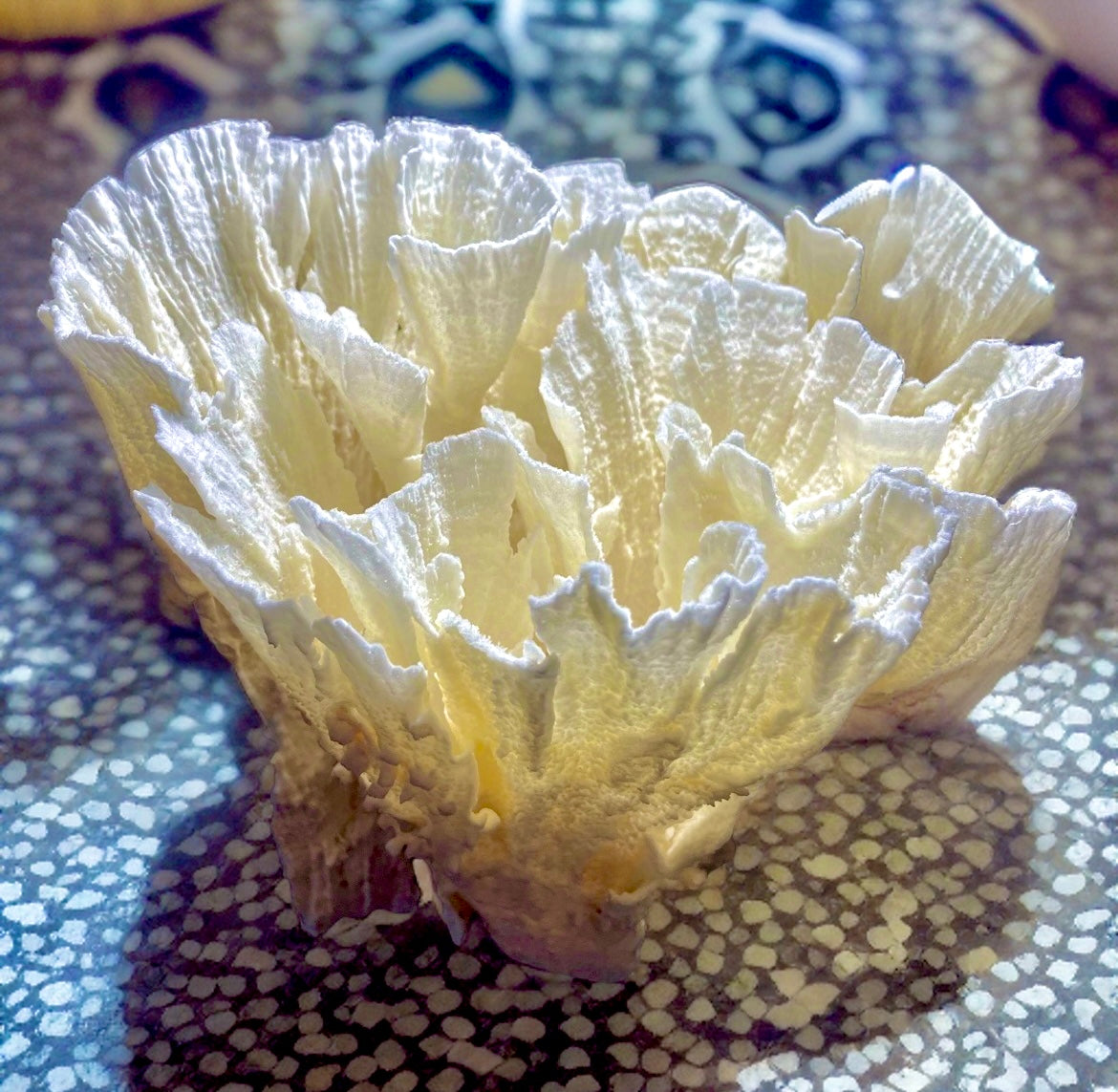 Poca Coral (9”x9”x9”)