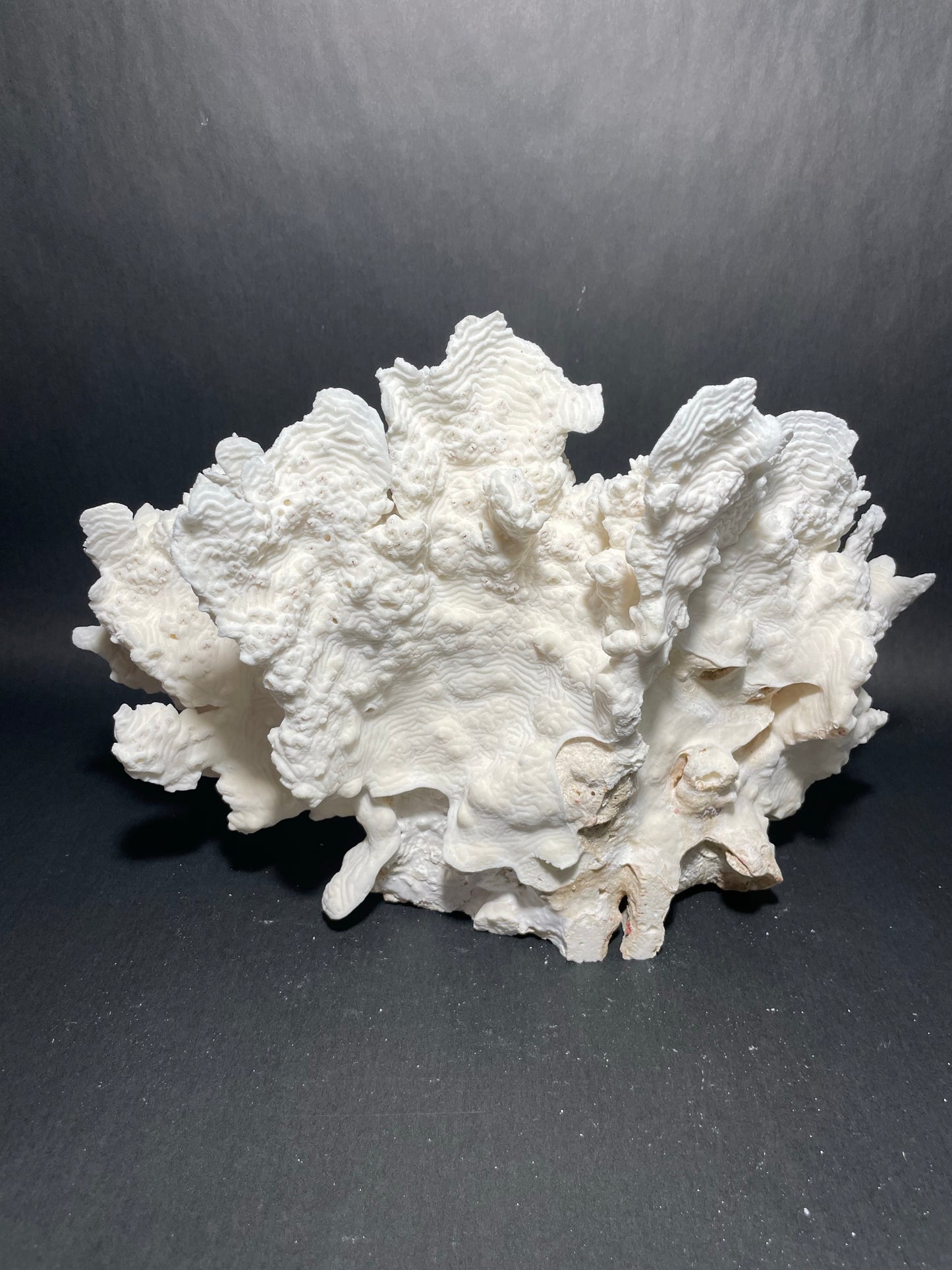Rugosa Coral (14"x10"x9”)