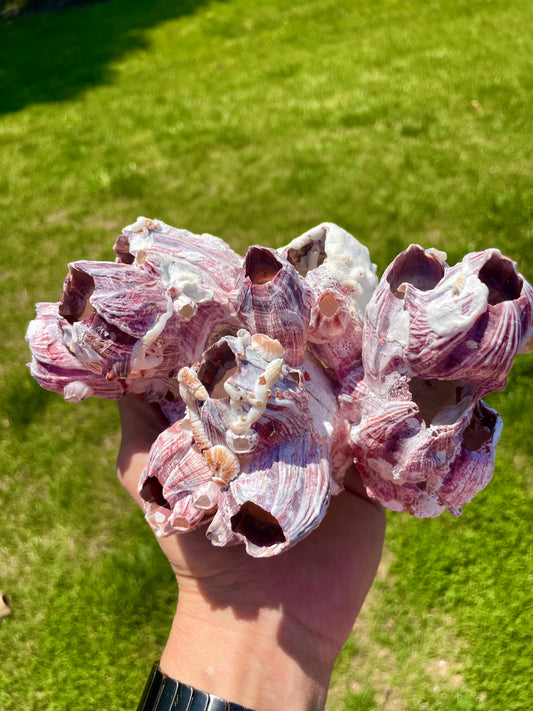 Barnacle Coral (8”x6””)