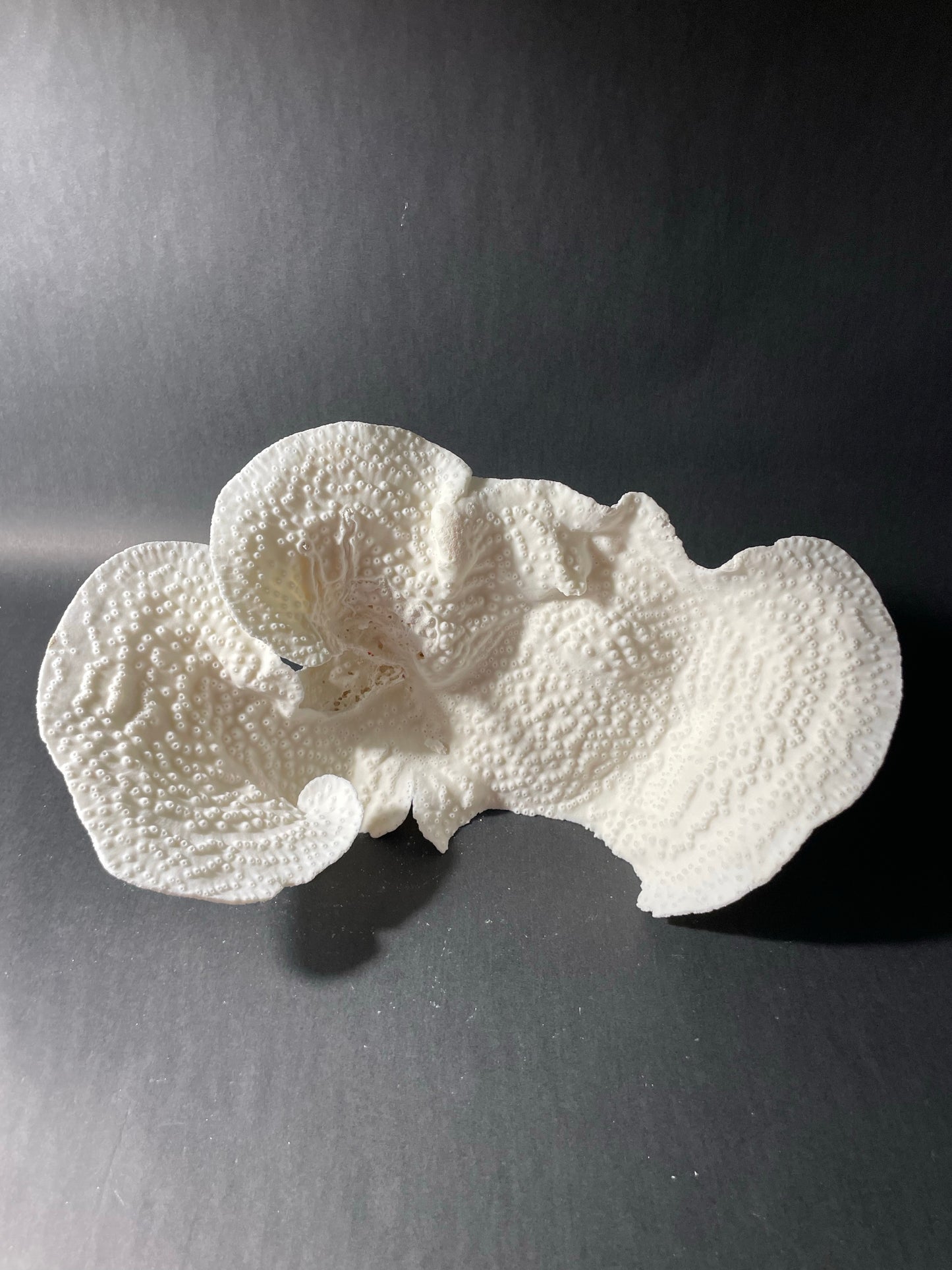 Cup Coral (14”x7”x7”)