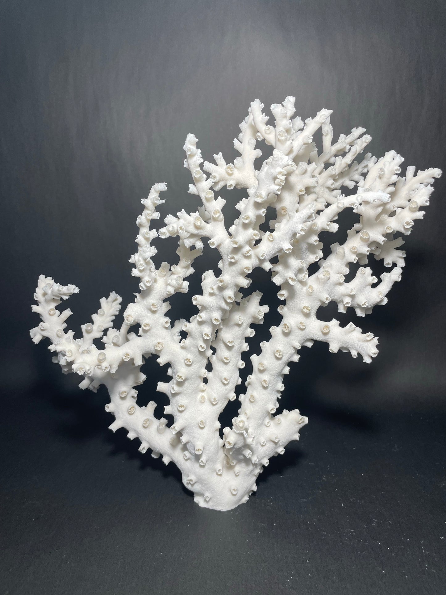 Octopus Coral (13”x13”x7”)