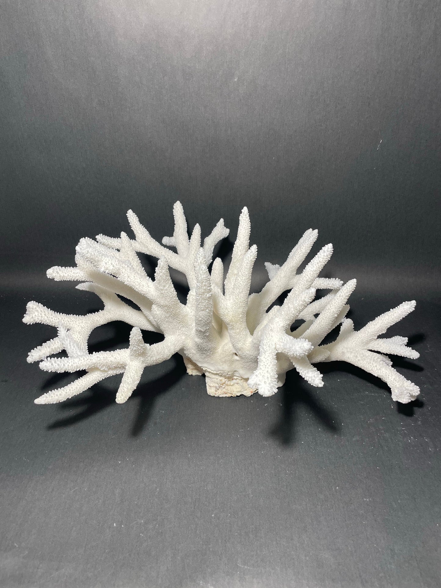 Staghorn Coral (18”x14”x7”)