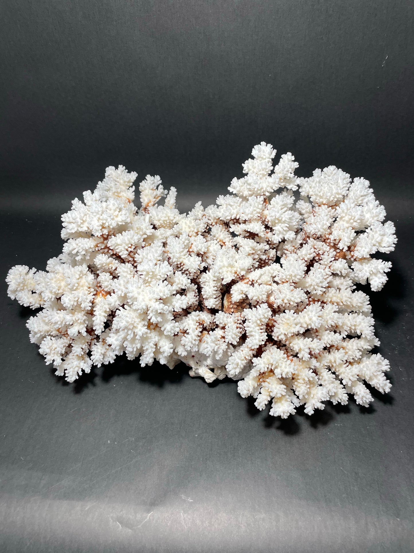 Brownstem Coral 10 Lbs (16”x11”)