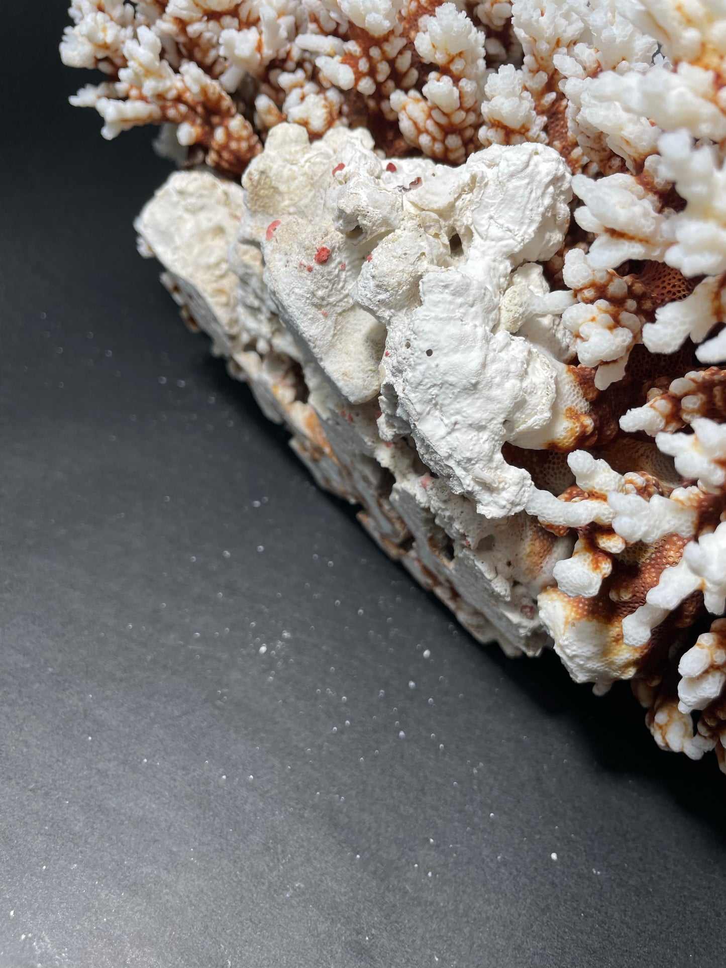 Brownstem Coral 10 Lbs (16”x11”)