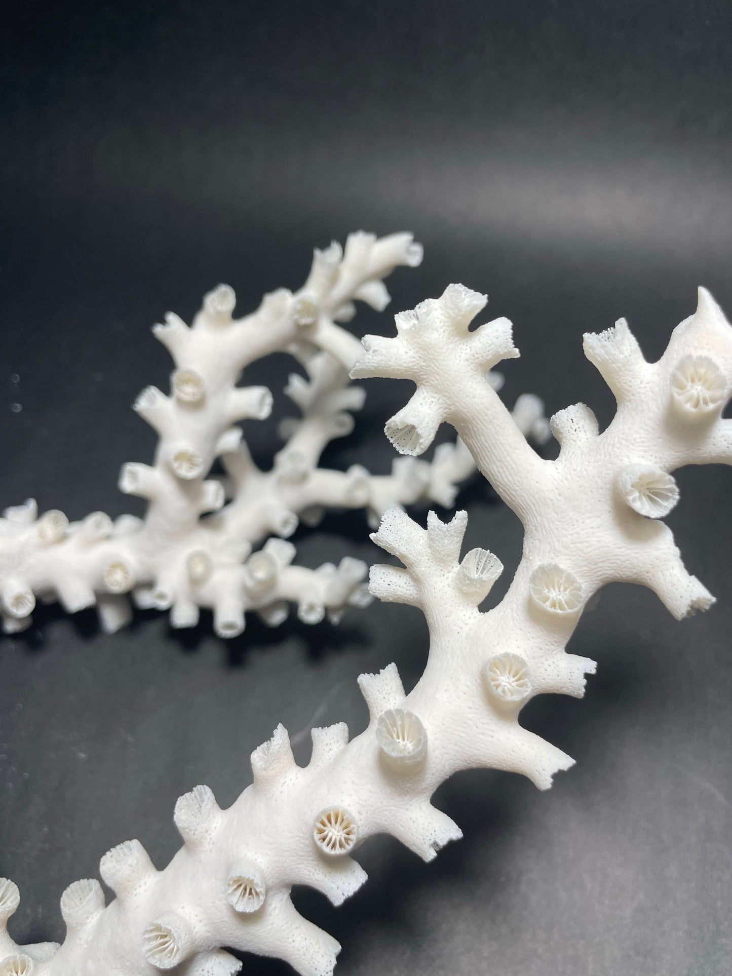 Octopus Coral (12”x10”x4”)