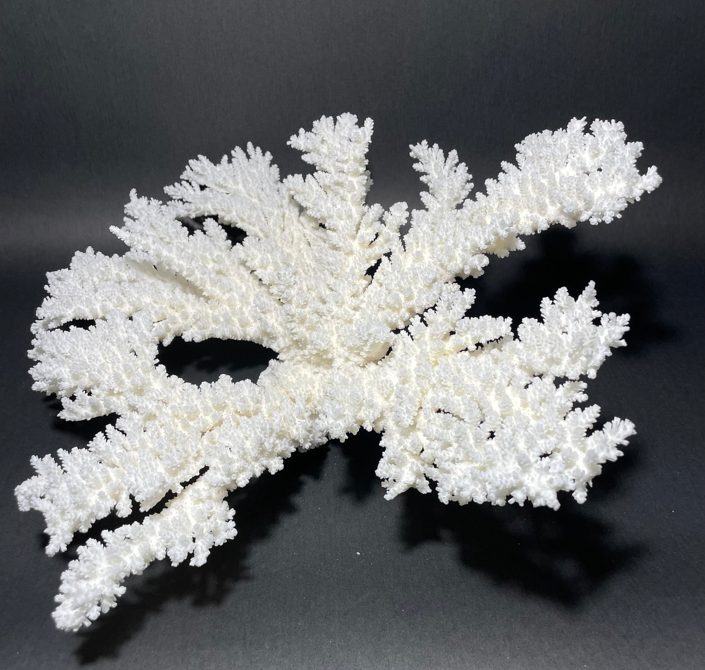 Branch Coral (19”x17”)