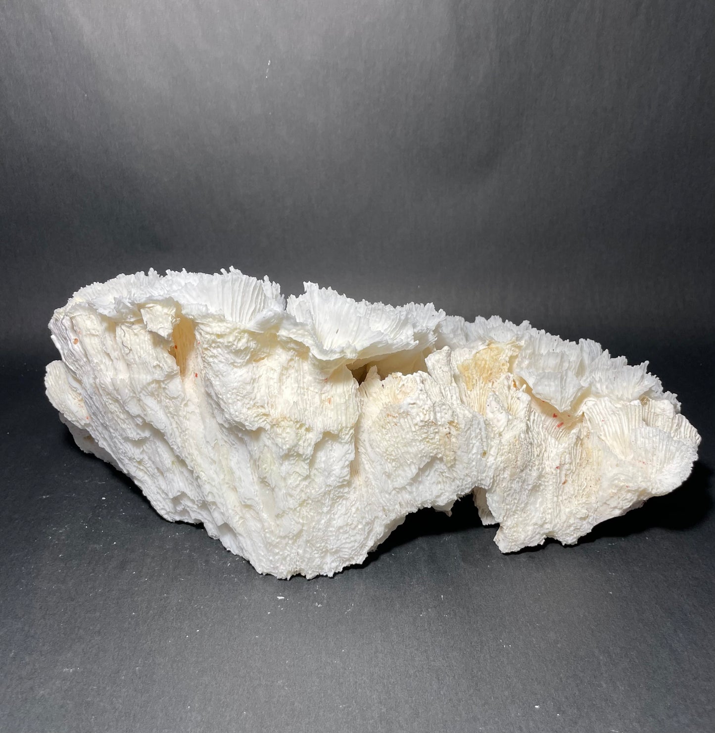 Lettuce Coral (15”x9”x9”)