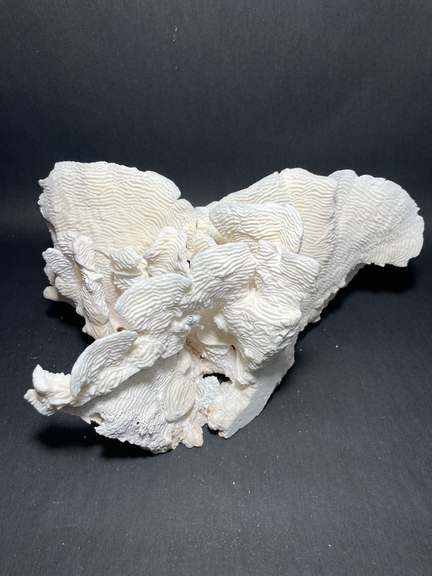 Rugosa Coral (14"x10"x9”)