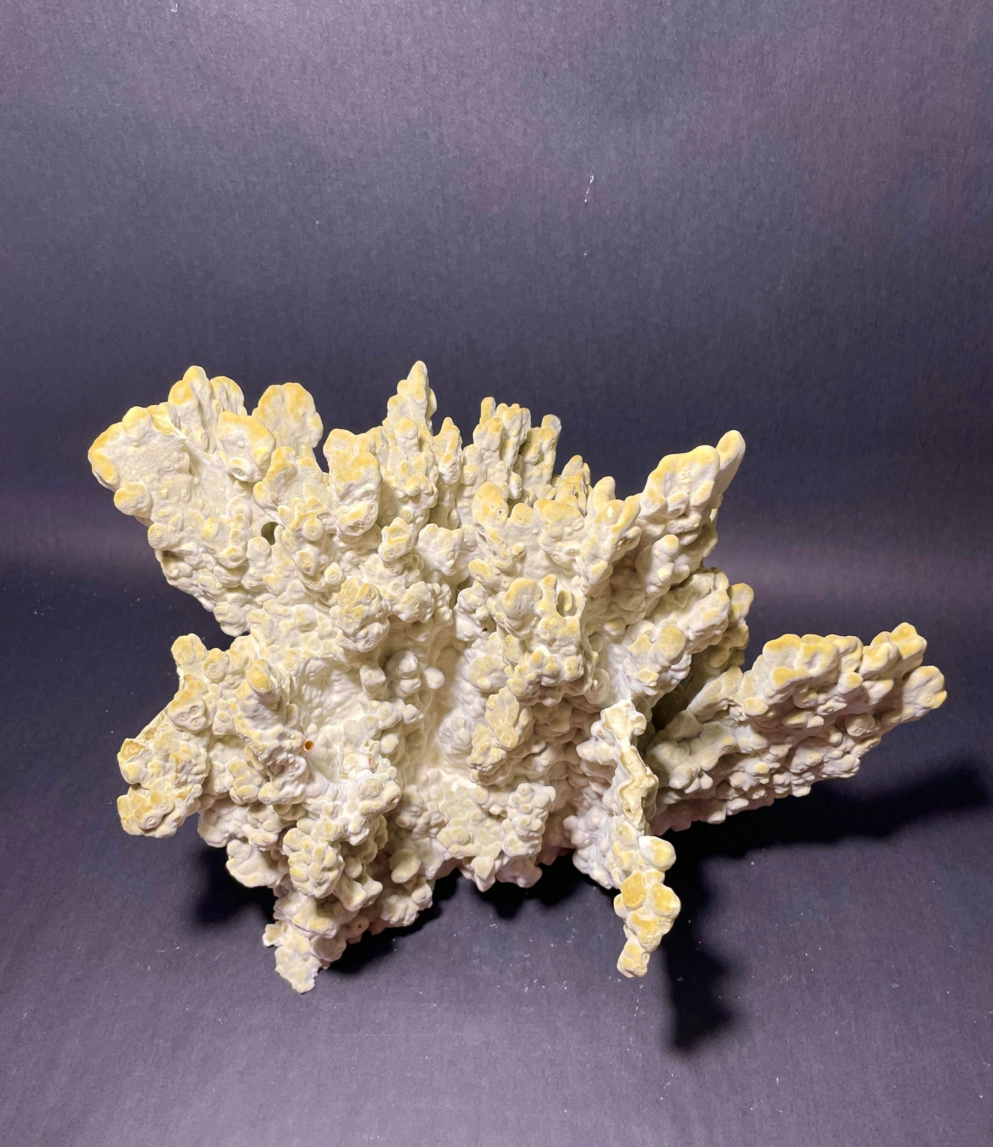 Green Fire Coral (14”x11”x9”)