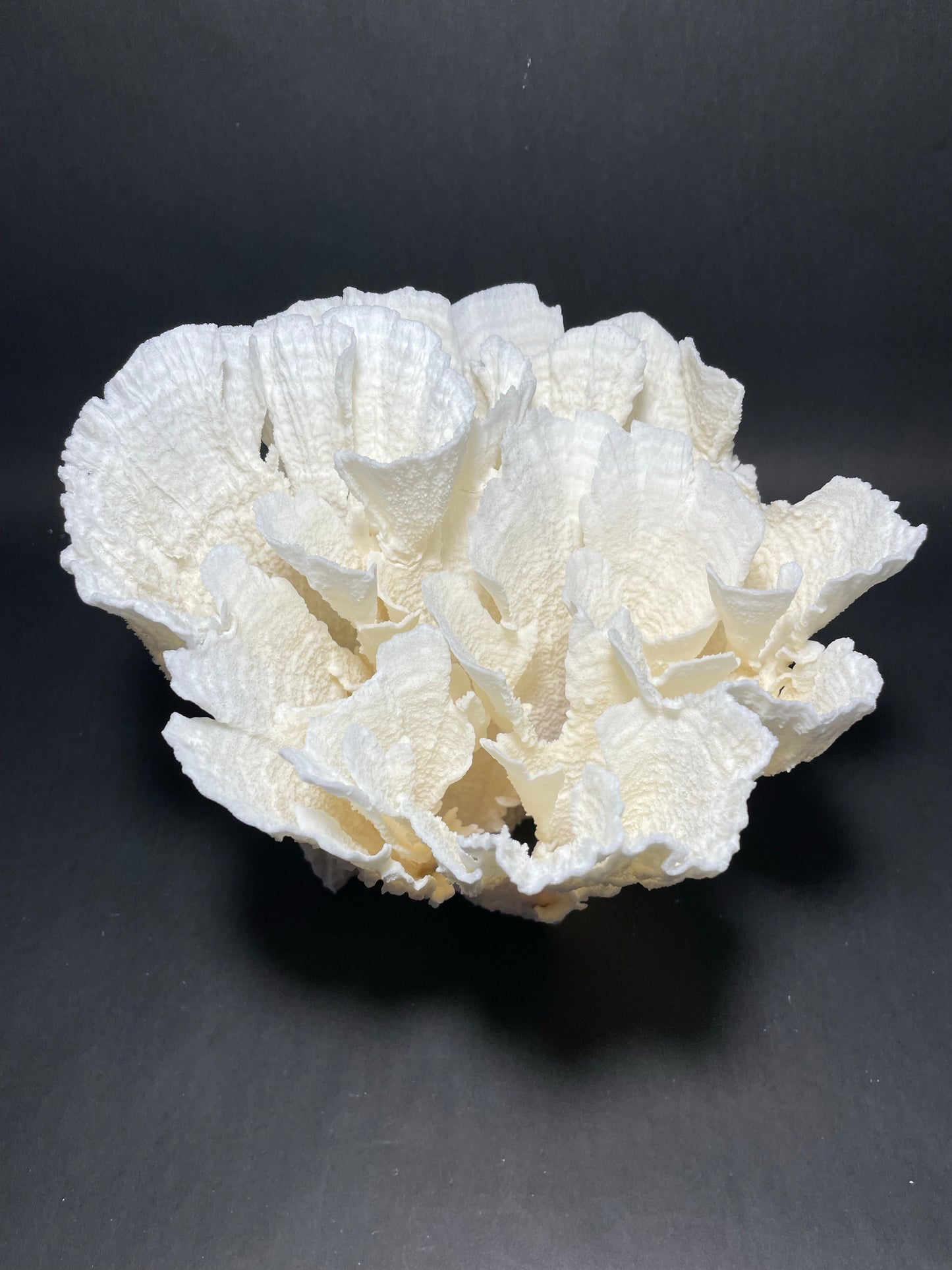 Poca Coral (9”x9”x9”)