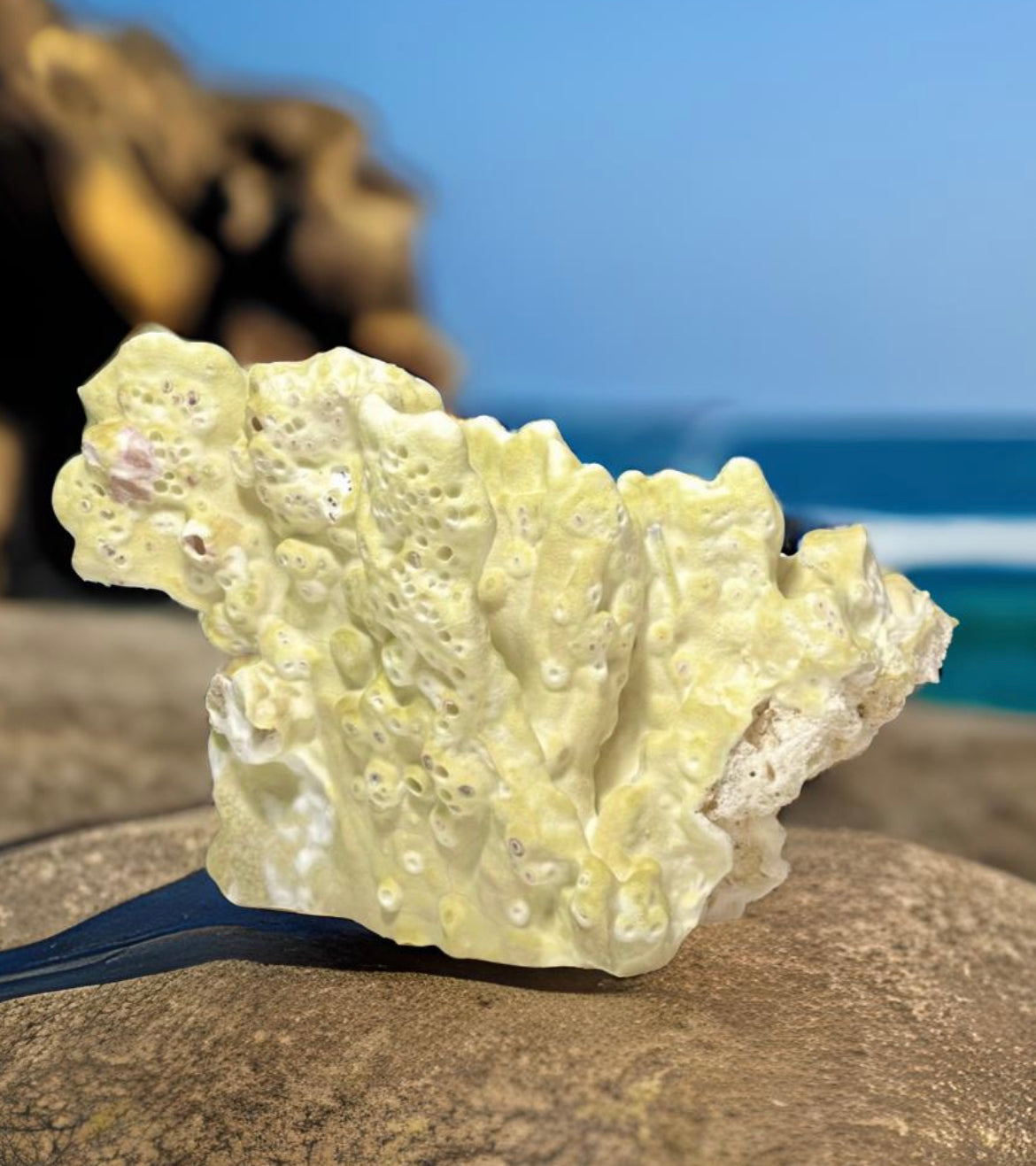 Green Fire Coral (10”x7”)
